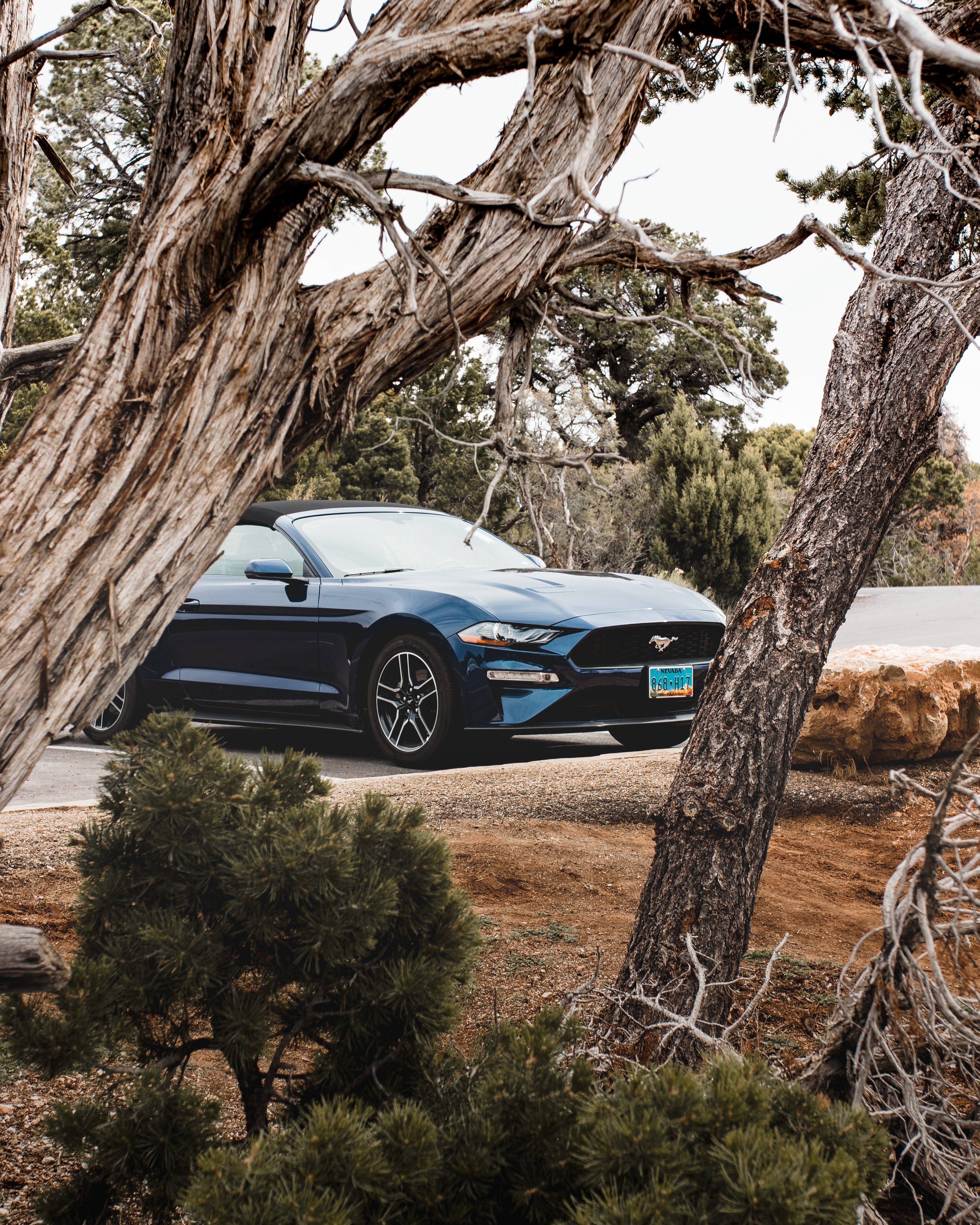 Скачать ford mustang, ford, автомобиль, кабриолет, синий, деревья, ветки обои для телефона