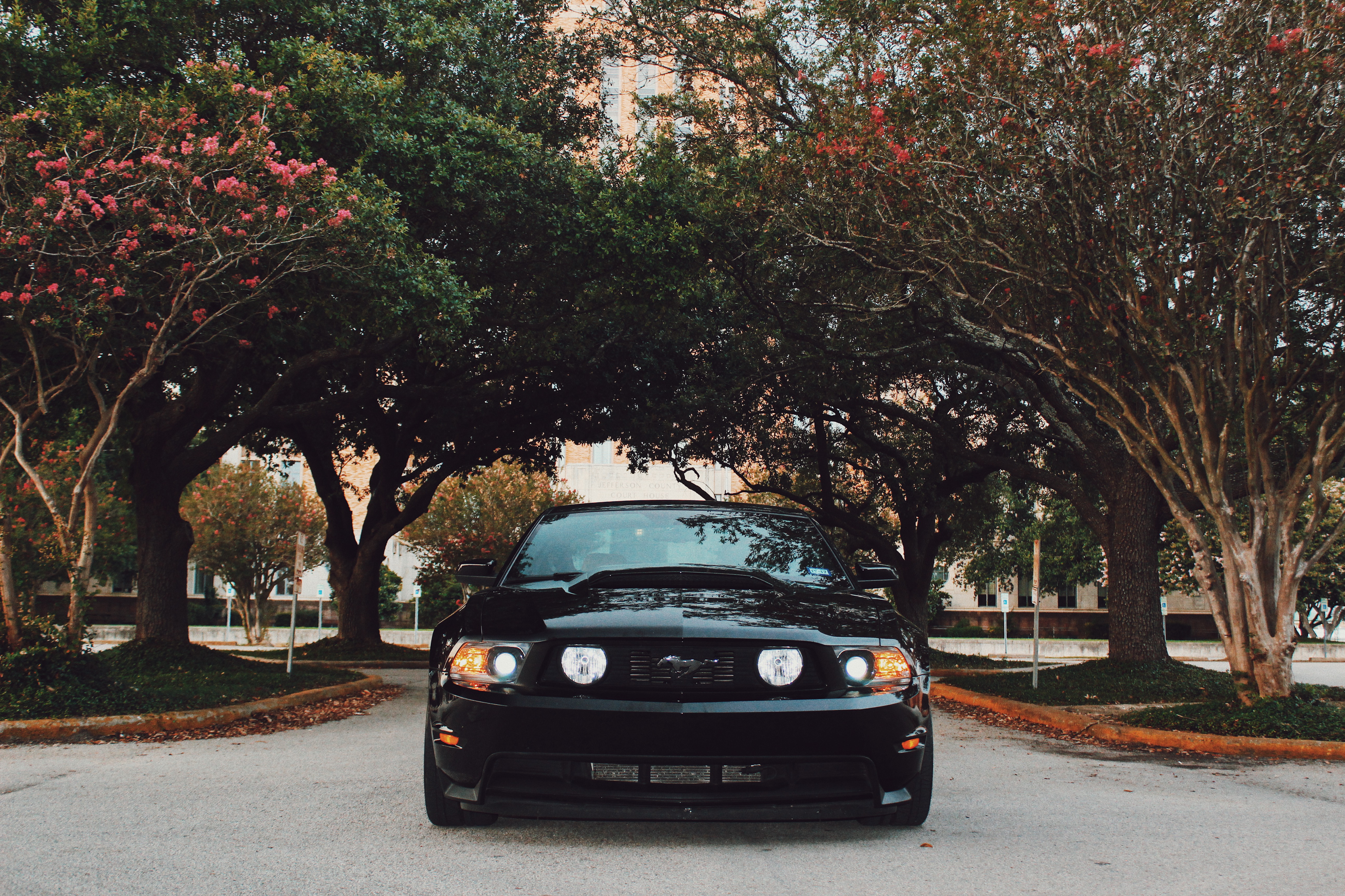 Скачать ford mustang, спорткар, вид спереди, черный, деревья обои на рабочий стол