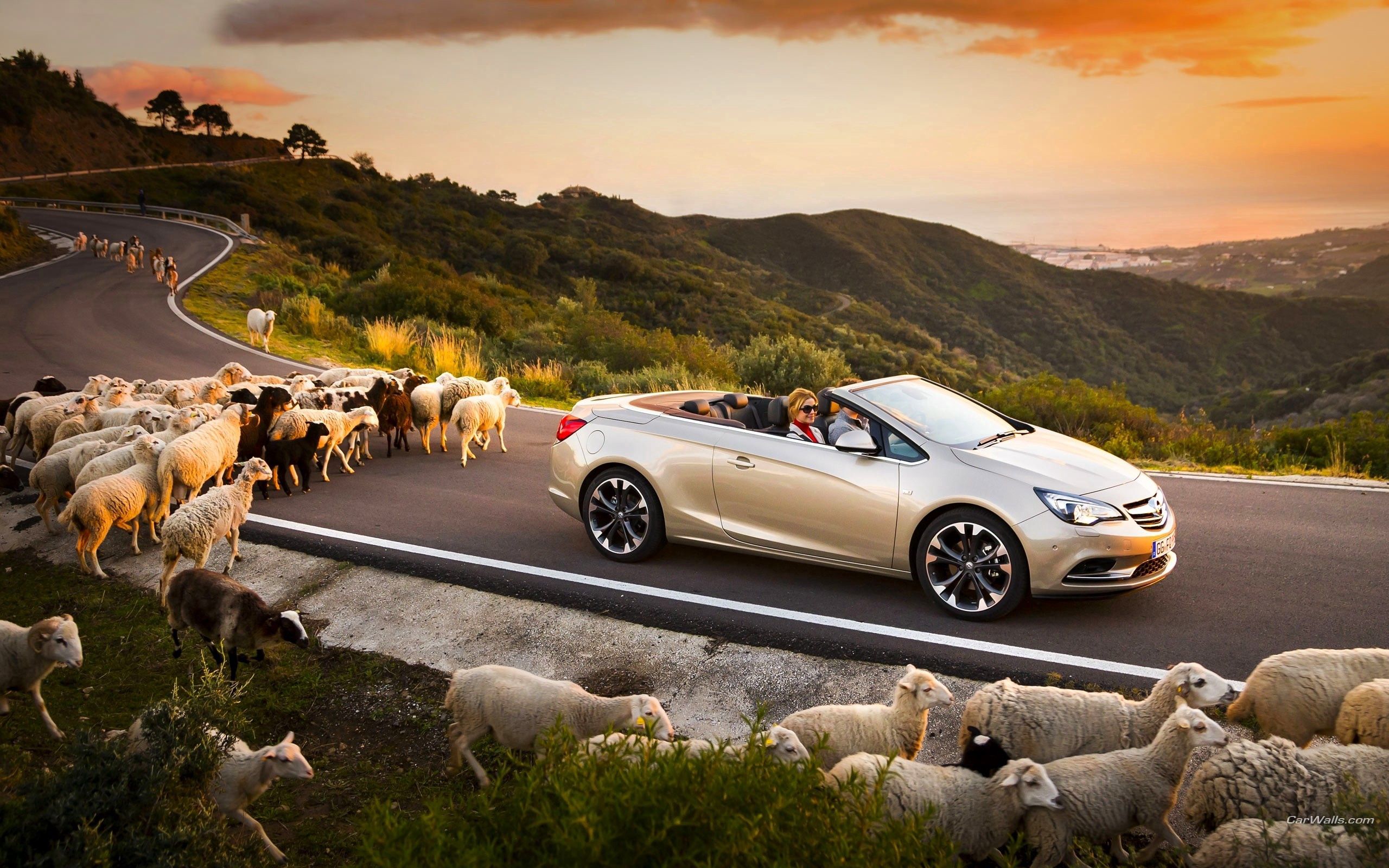 Скачать opel cascada, авто, бараны, дорога, закат обои на рабочий стол