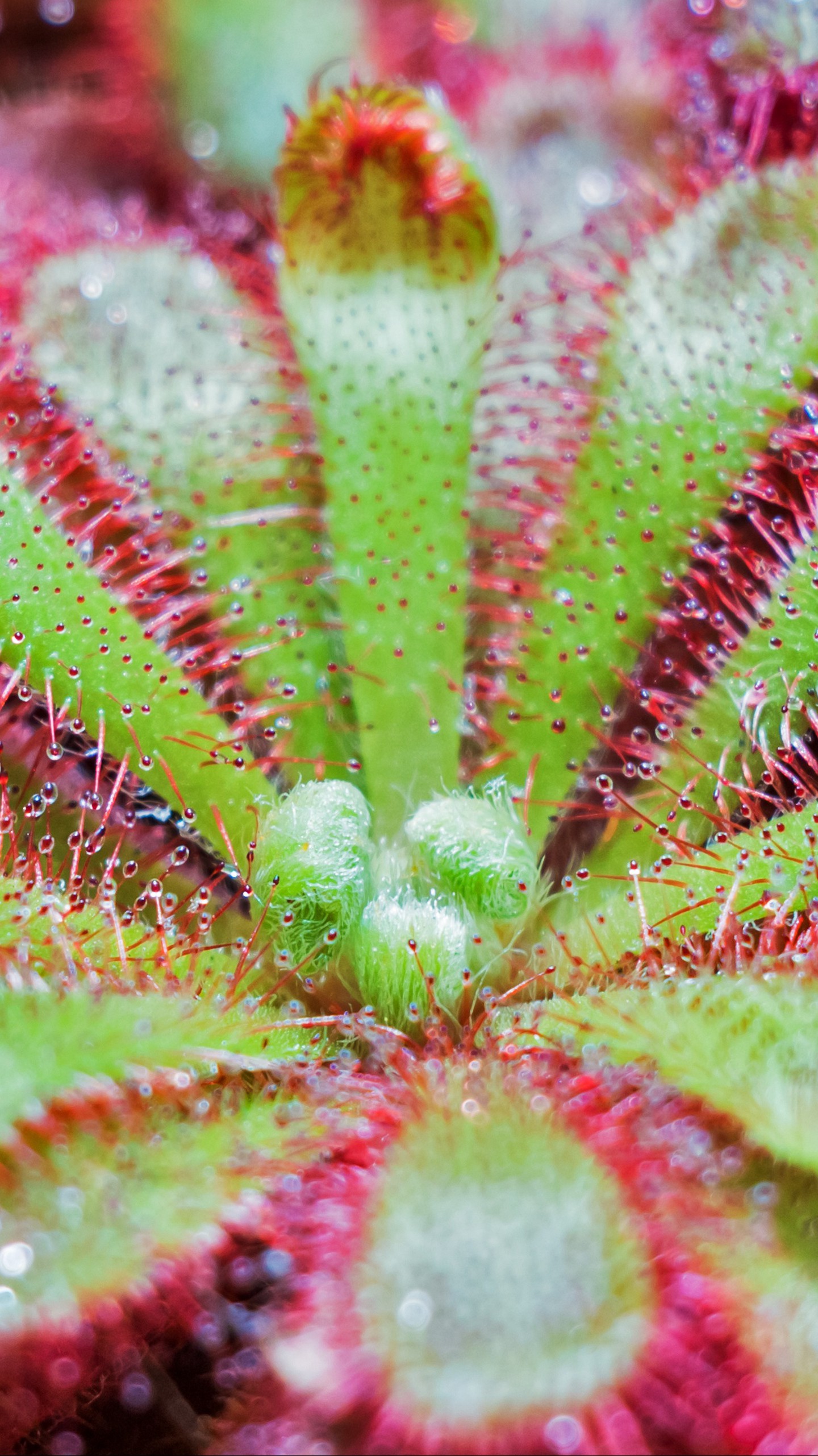 Скачать drosera spatulata, растение, макро, поверхность обои для телефона