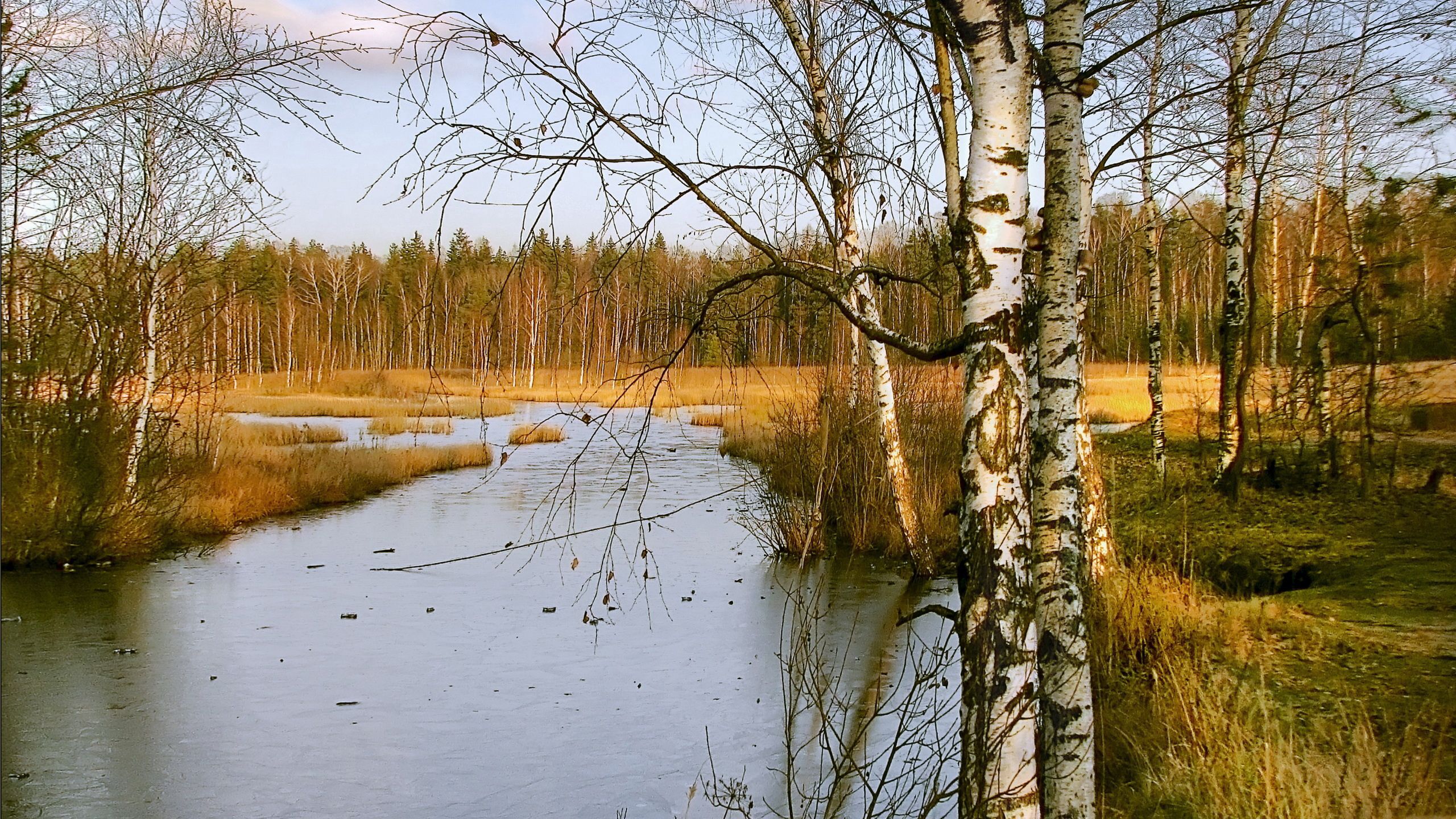 Скачать березы, осень, река, пейзаж обои на рабочий стол