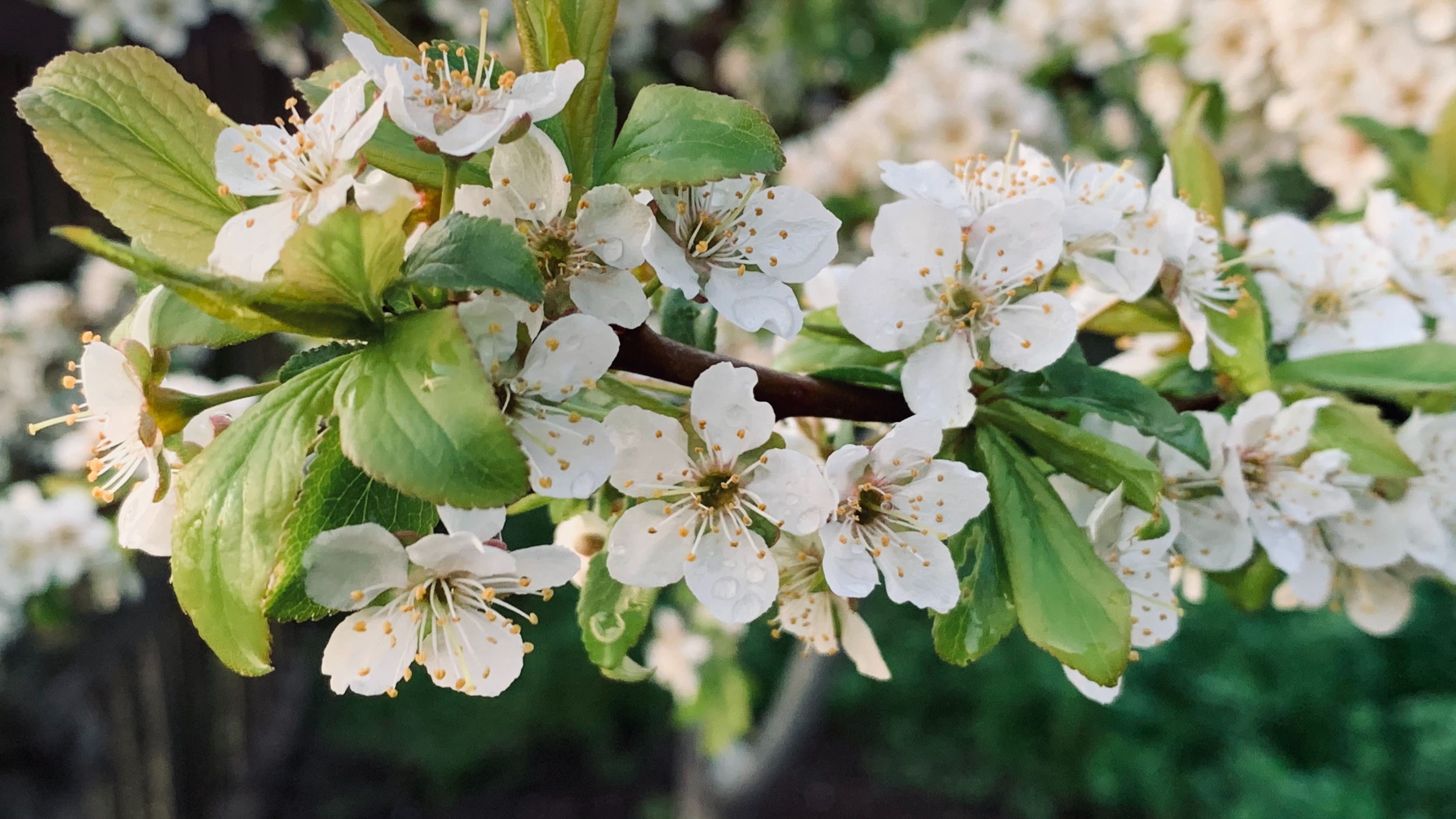 Скачать flowers обои на рабочий стол