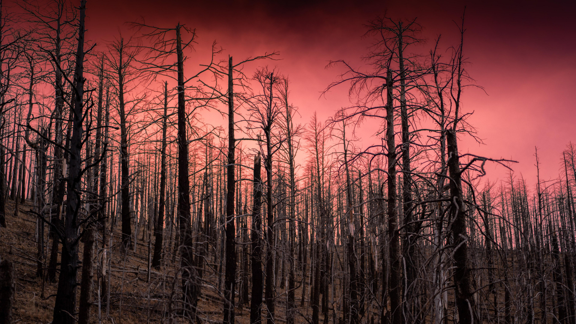 Скачать forest обои на рабочий стол