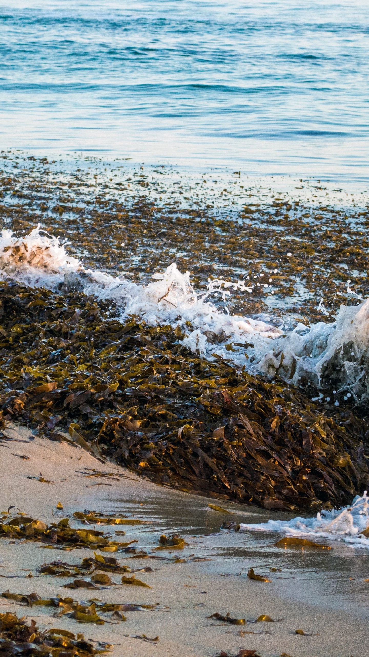 Скачать море, пена, водоросли, пейзаж обои для телефона