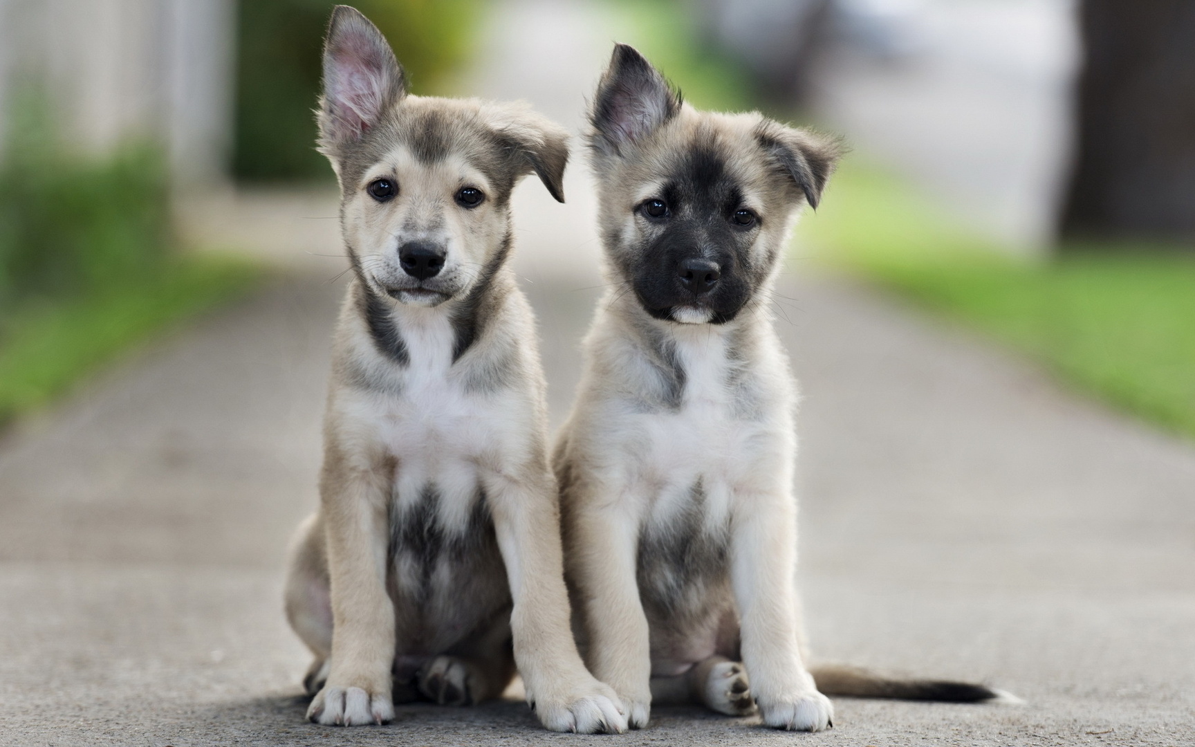 Скачать Adorable puppies обои на рабочий стол