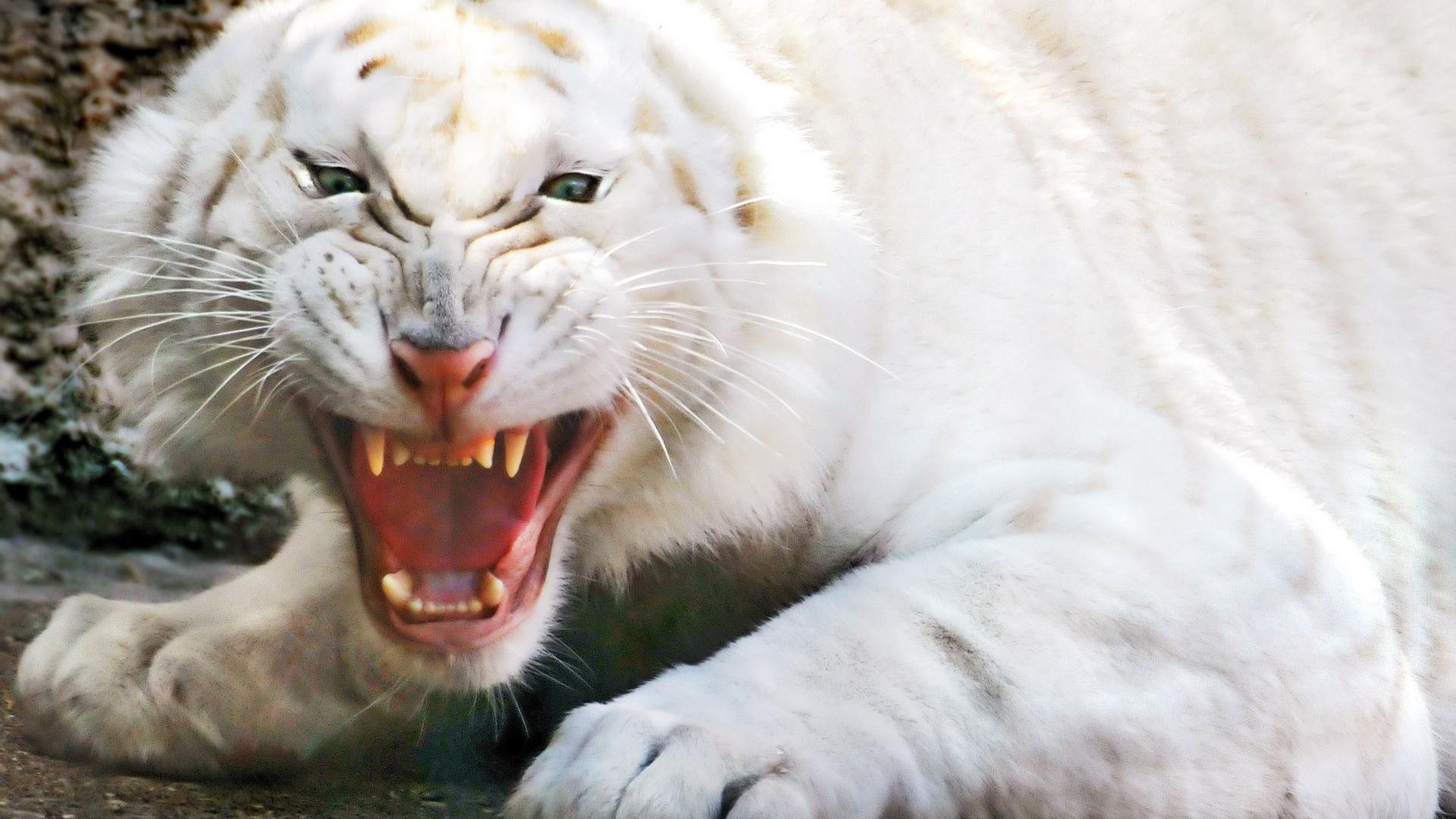 Скачать Angry white tiger обои на рабочий стол