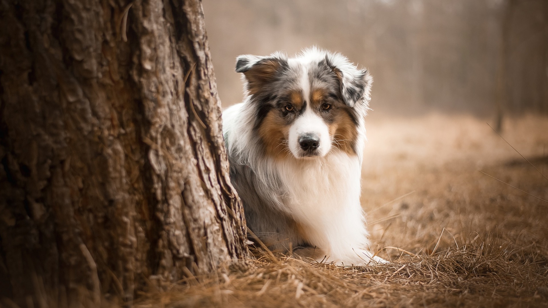 Скачать Australian shepherd обои на рабочий стол