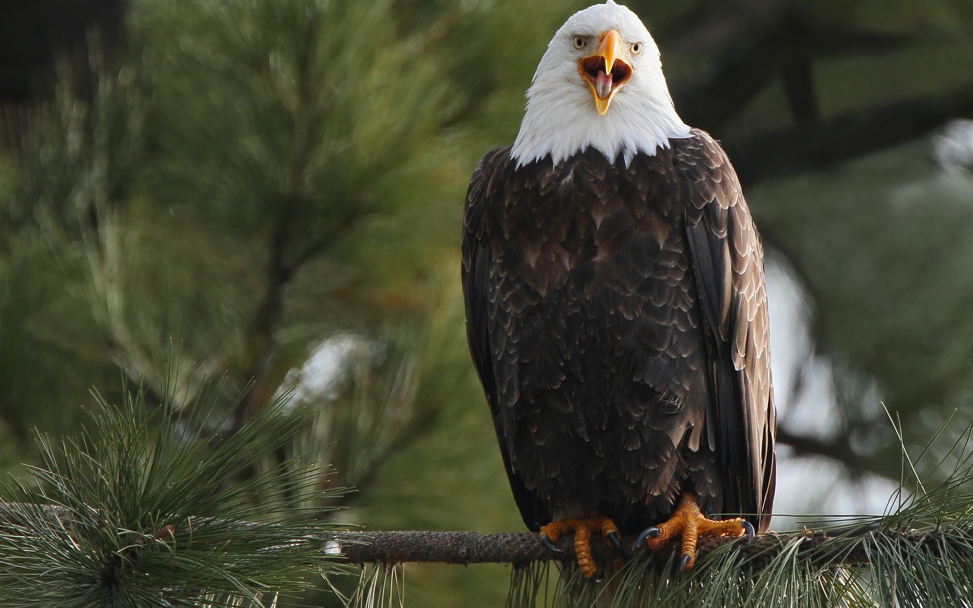 Скачать Bald Eagle on the branch обои на рабочий стол