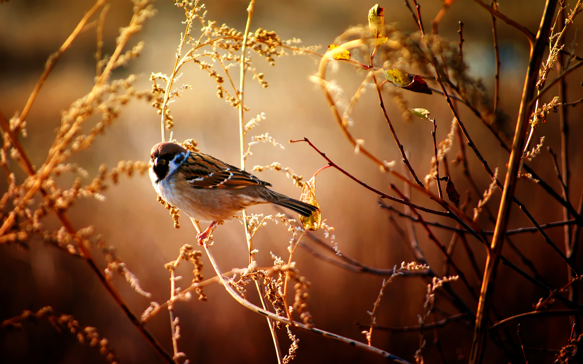 Скачать Bird обои на рабочий стол