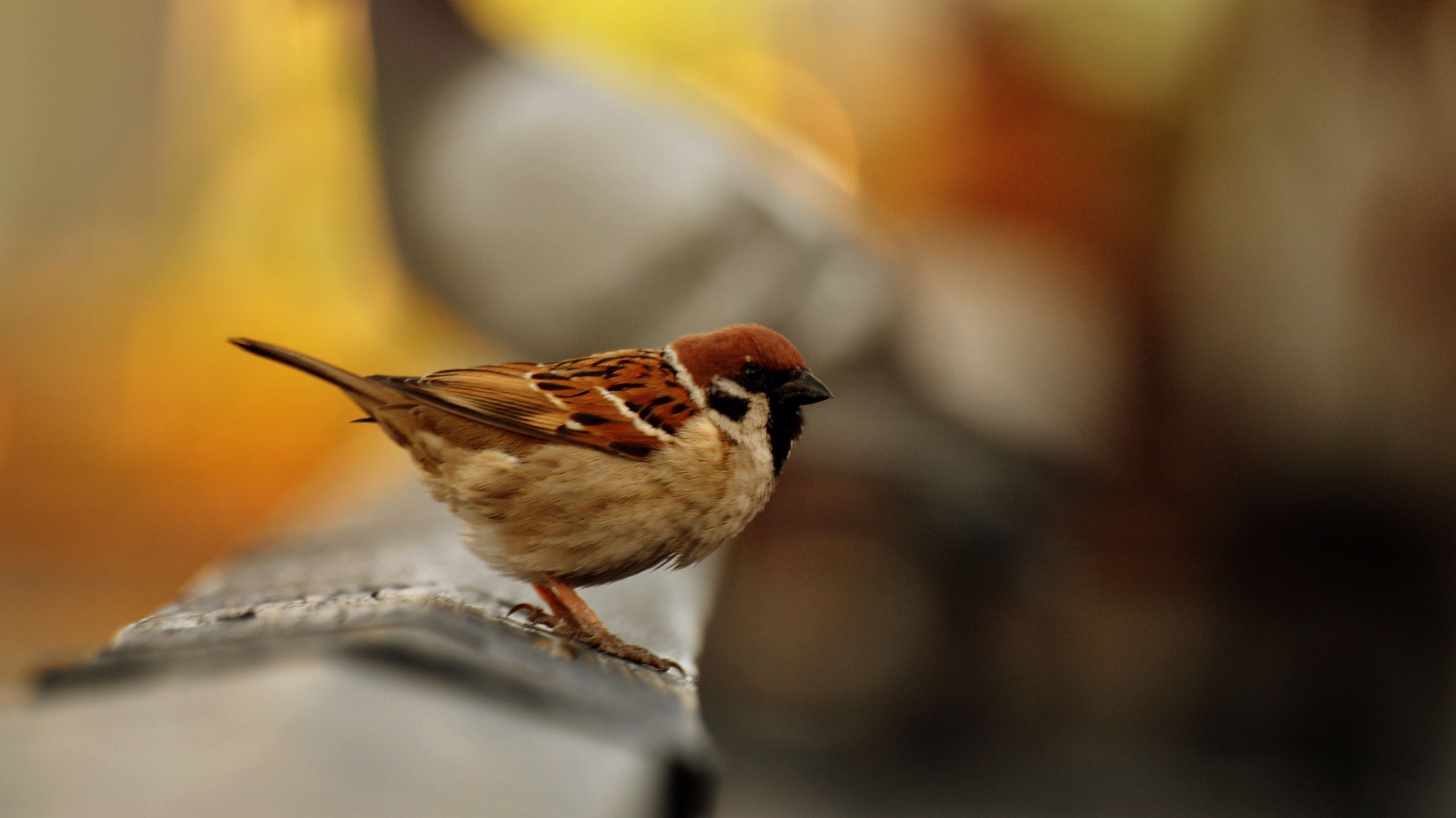 Скачать Birds обои на рабочий стол