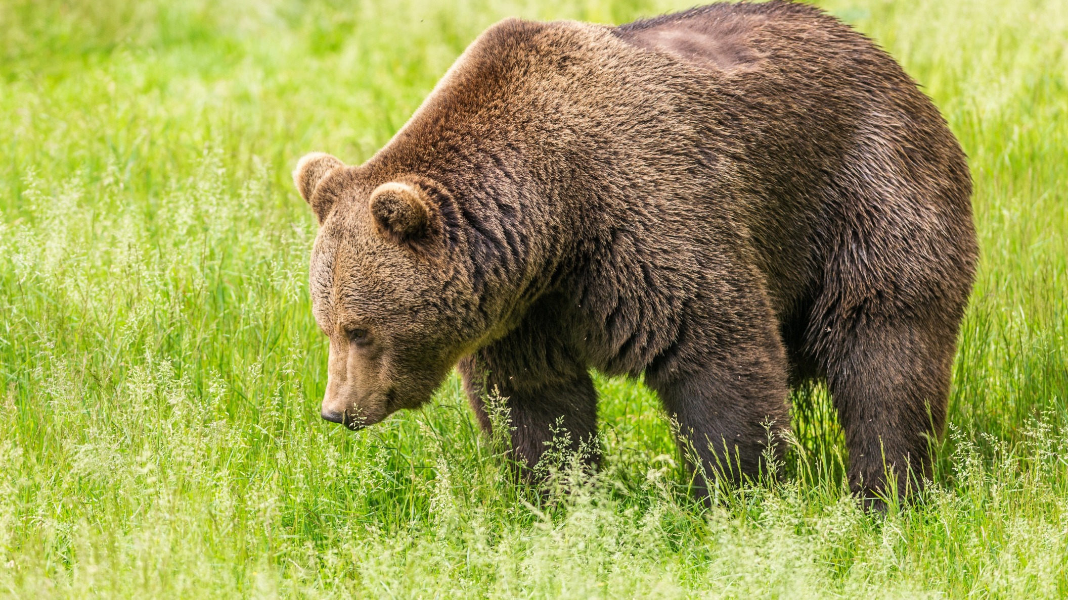 Скачать бурый, поле, зелень, трава, медведь обои на рабочий стол