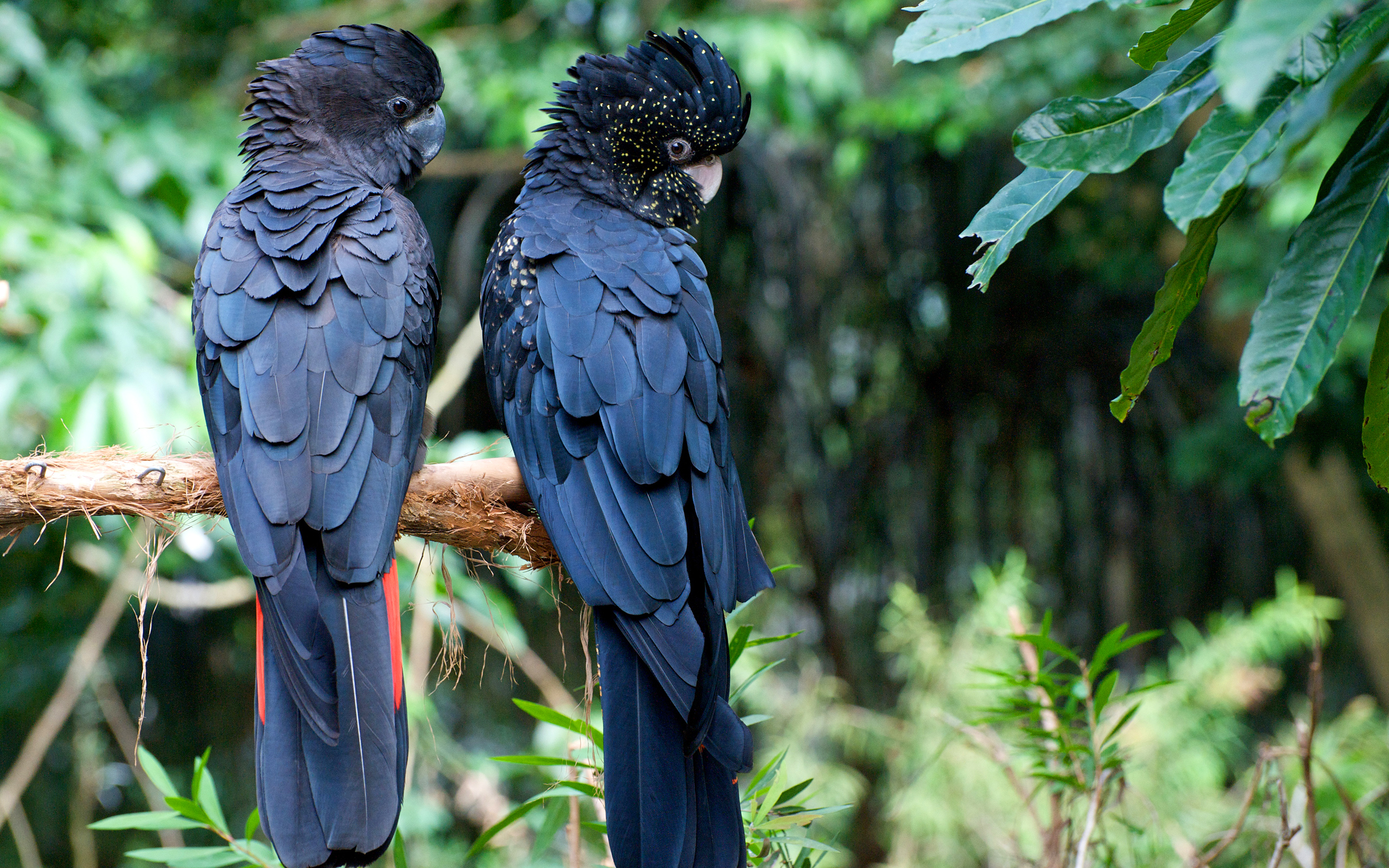 Скачать Calyptorhynchus обои на рабочий стол