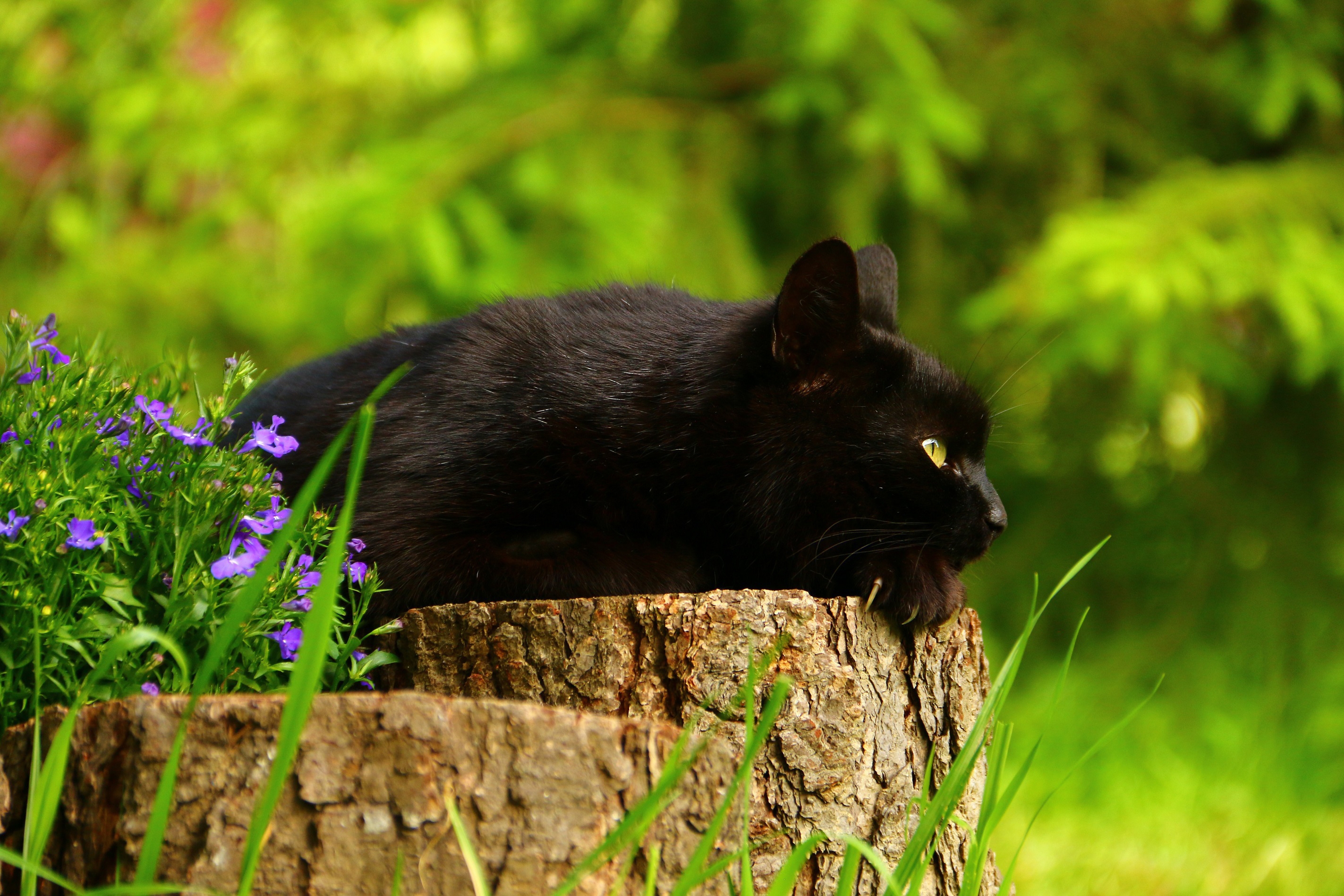 Скачать cat обои на рабочий стол