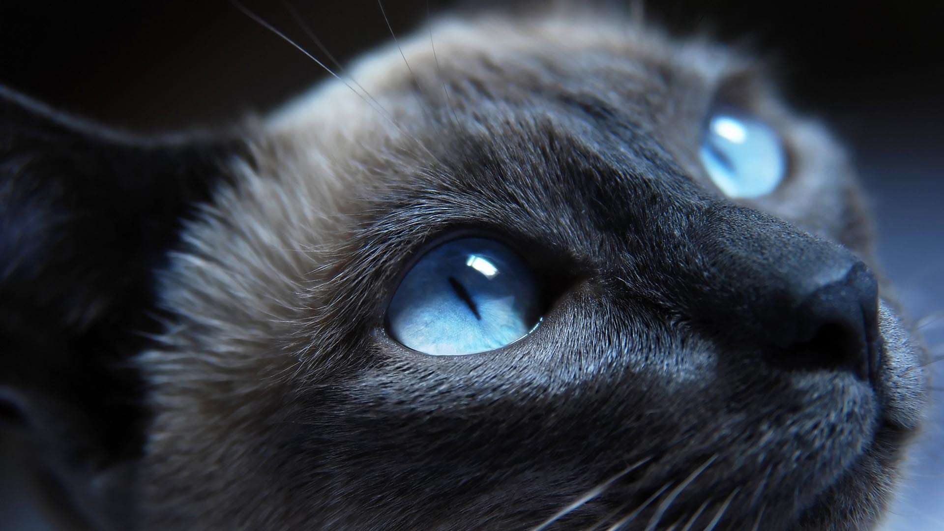 Скачать Cat Blue Eyes обои на рабочий стол