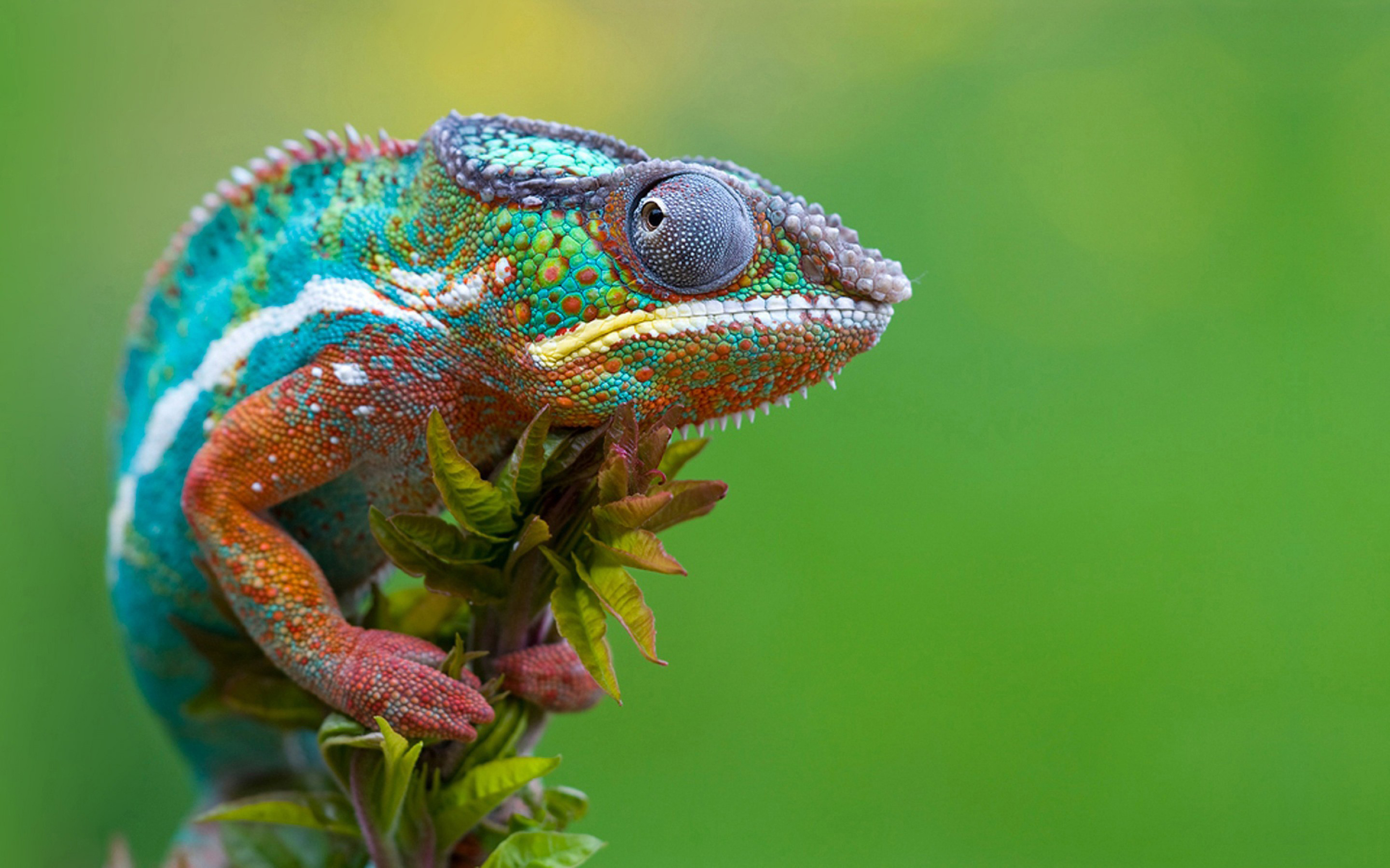 Скачать Chameleon обои на рабочий стол