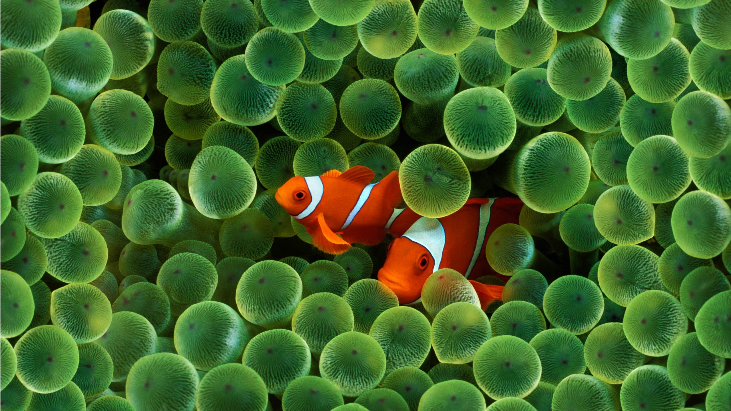 Скачать Clown Fish обои на рабочий стол