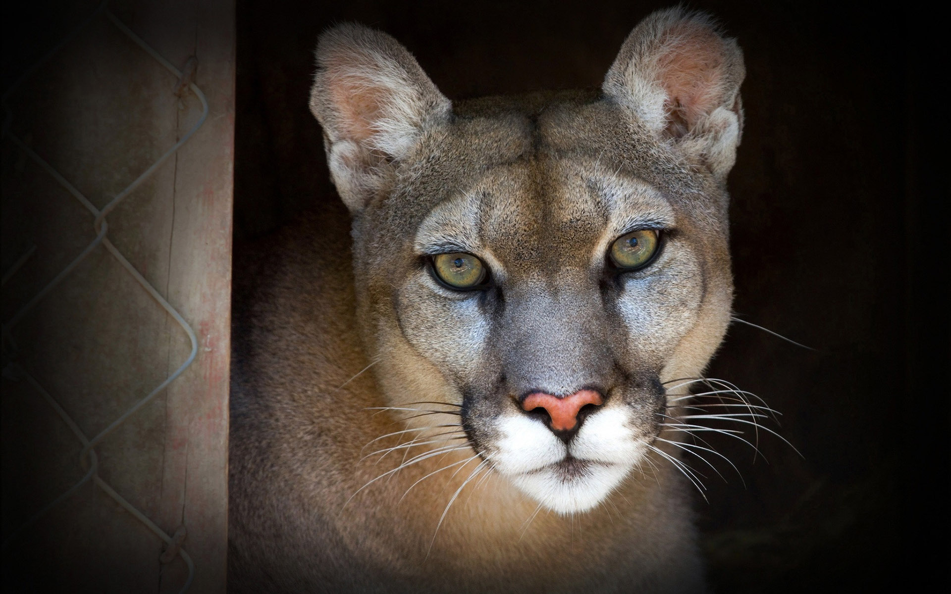 Скачать Cougar обои на рабочий стол