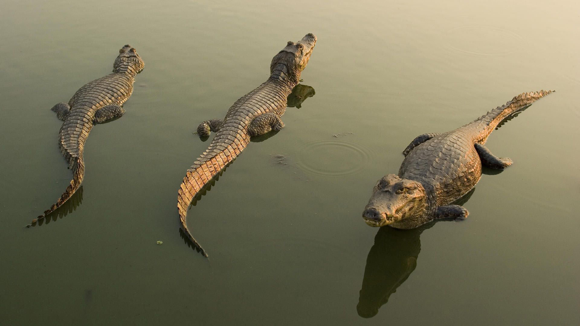 Скачать Crocodiles обои на рабочий стол