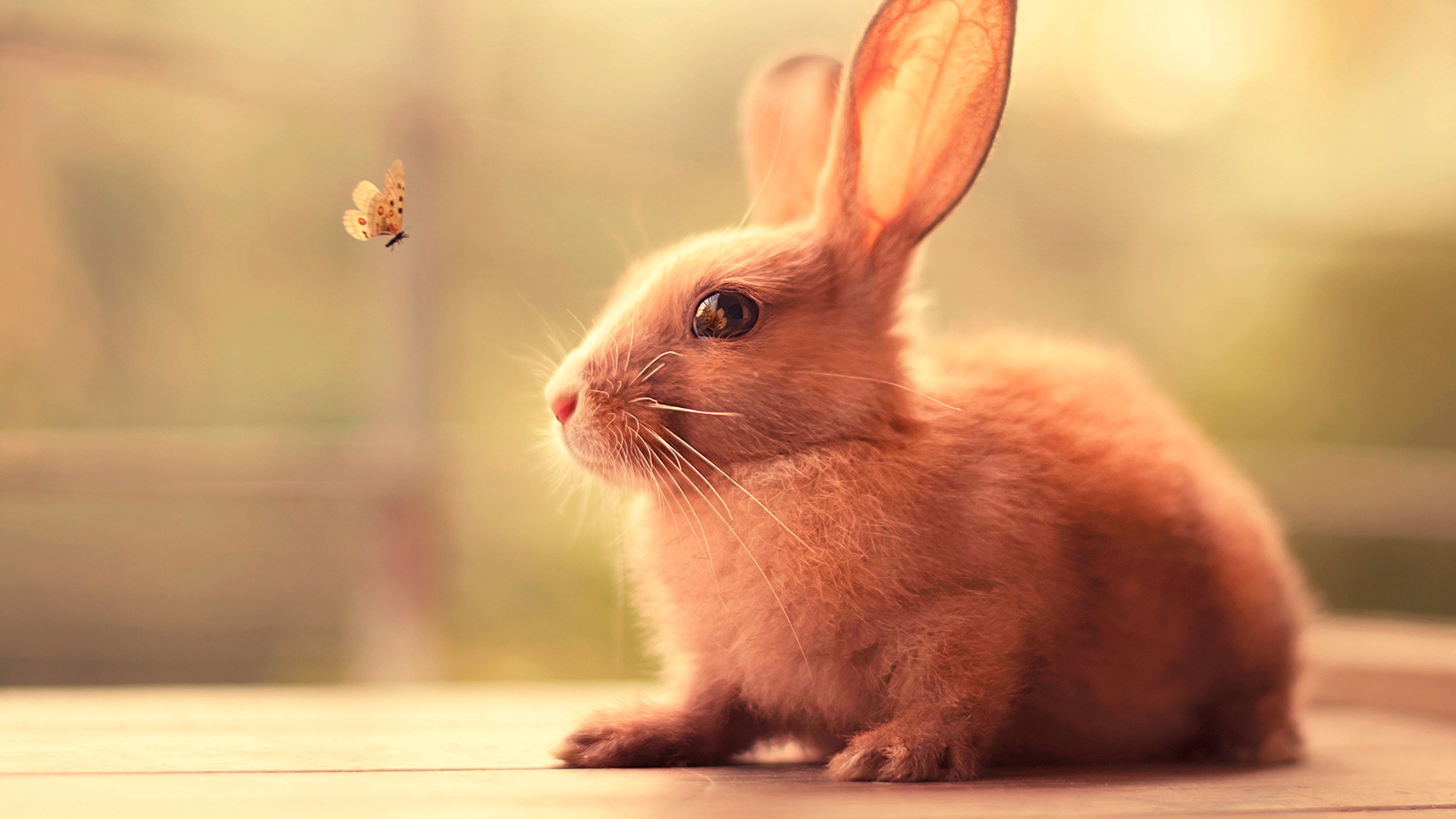 Скачать Cute Bunny Butterfly Eye Reflection обои на рабочий стол