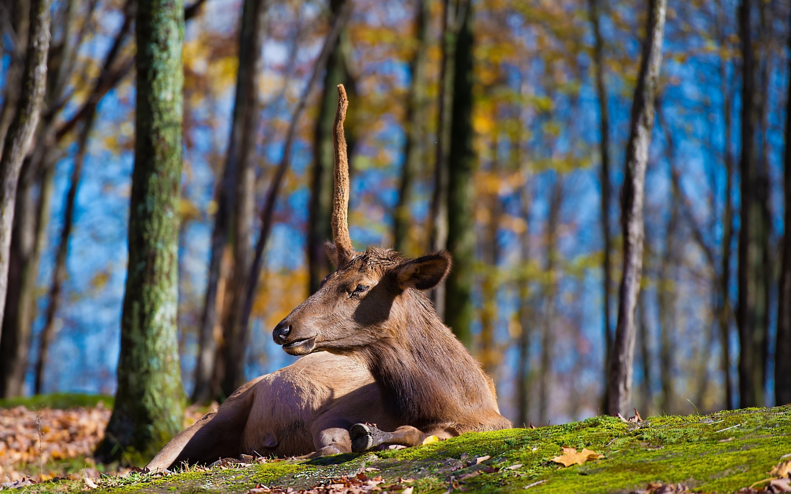 Скачать Deer обои на рабочий стол