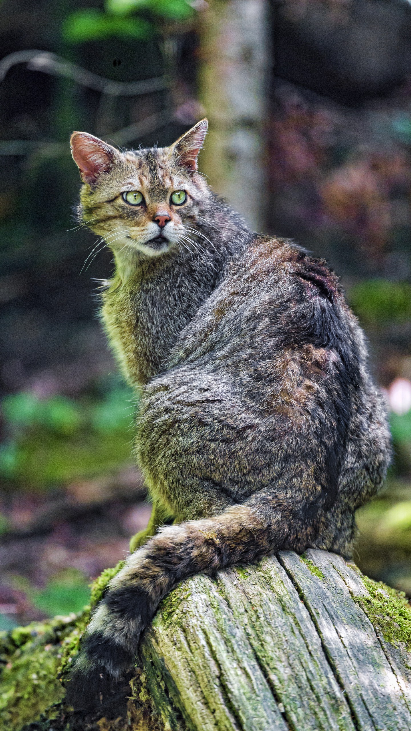 Скачать дикий кот, кот, дикая природа, оглядываться обои для телефона