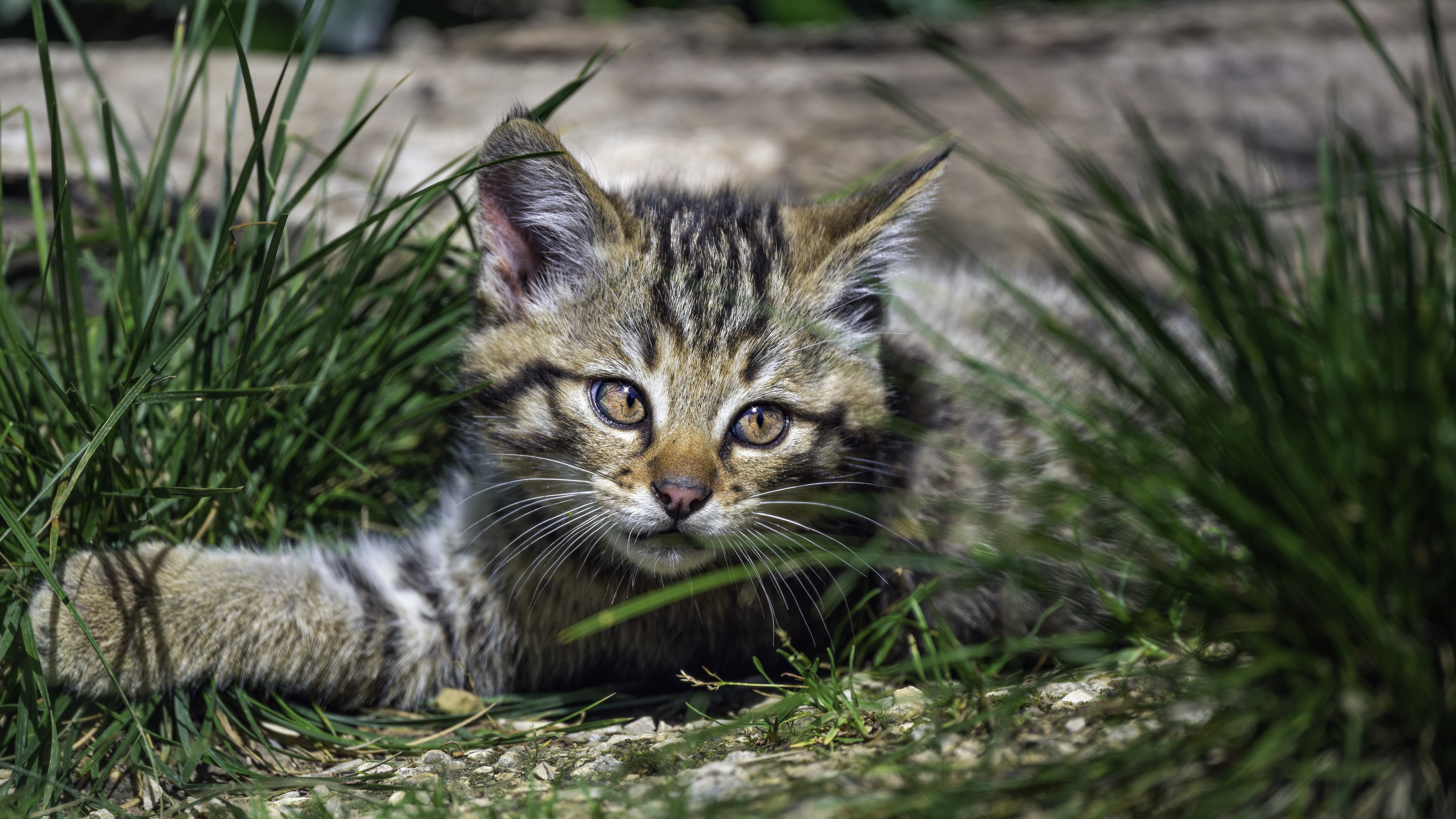 Скачать дикий котенок, котенок, трава обои на рабочий стол