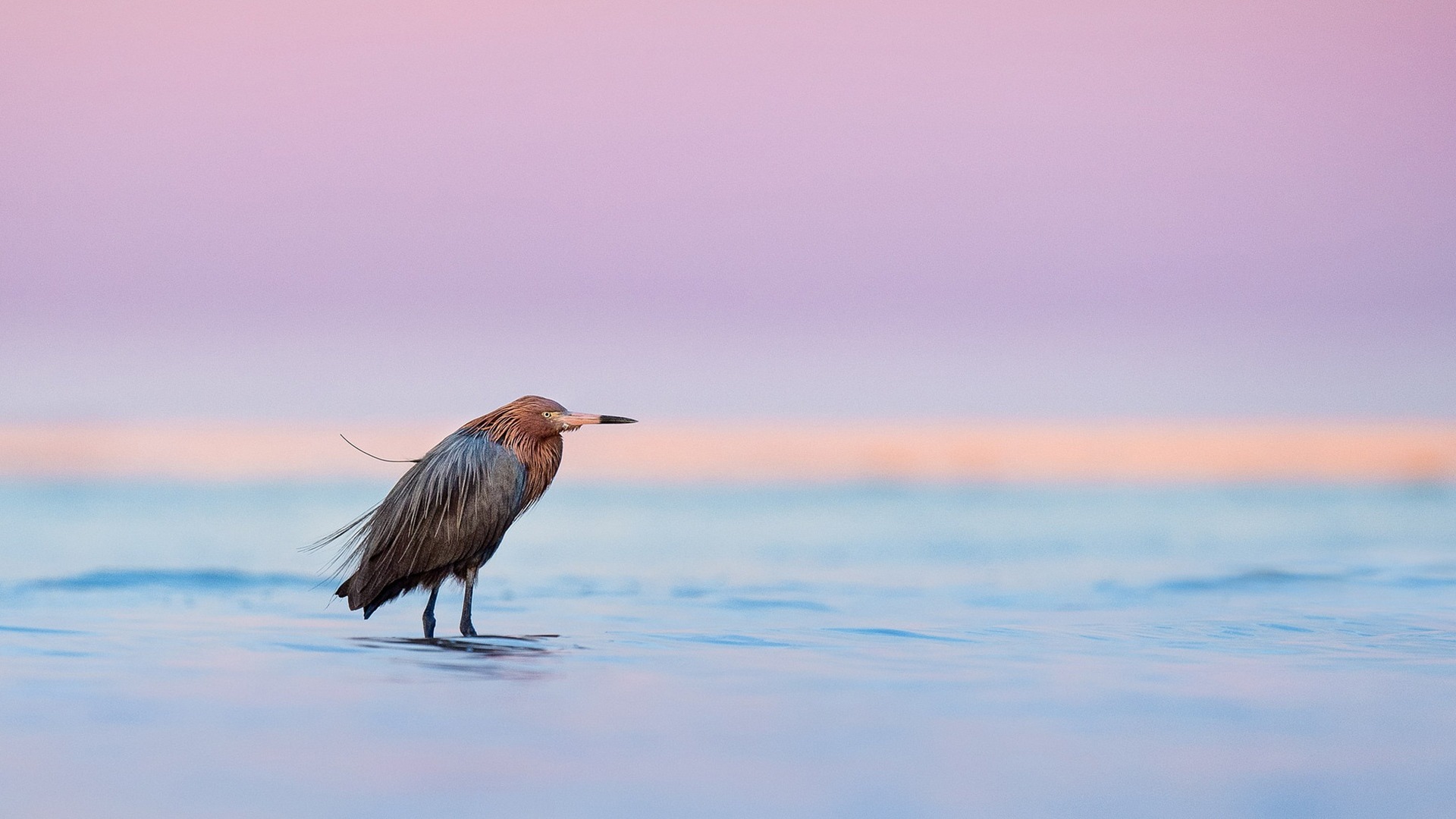 Скачать dusk, lake, wildlife, twilight, egret, sunset обои на рабочий стол