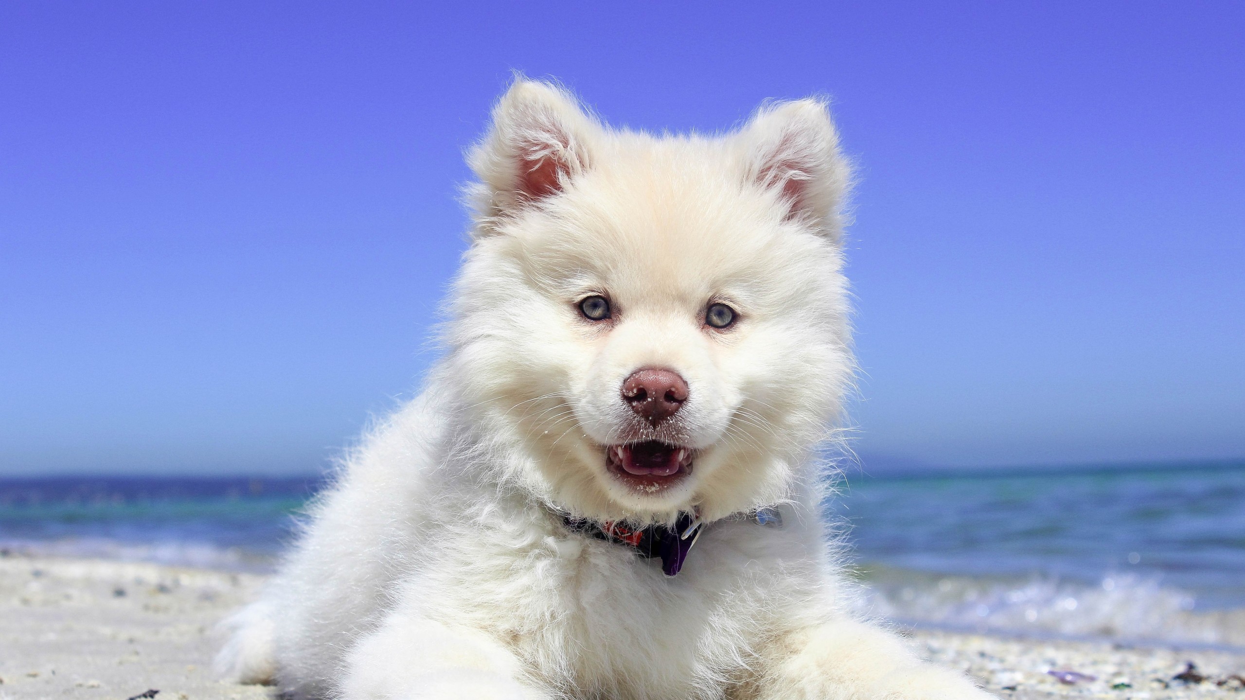 Скачать finnish lapphund обои на рабочий стол