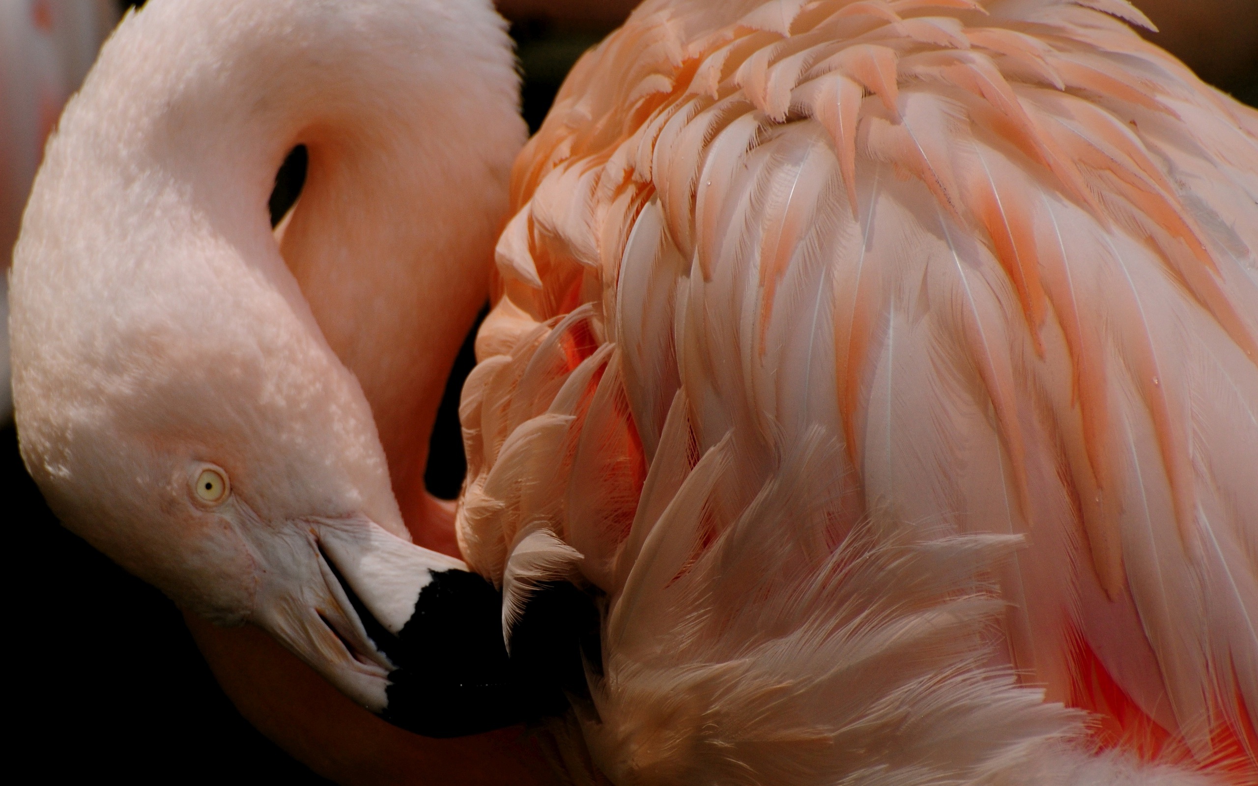 Скачать Flamingo обои на рабочий стол