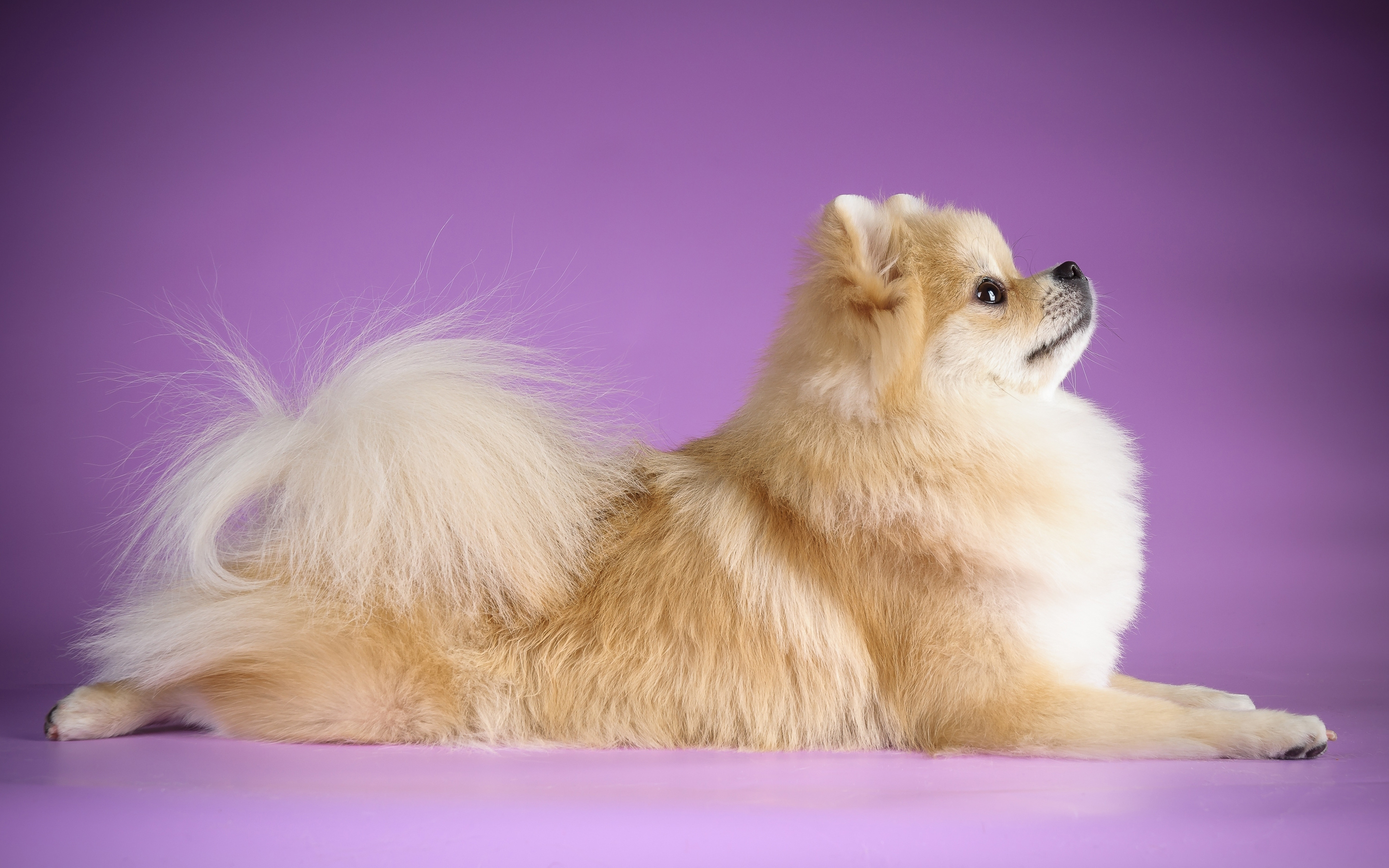 Скачать German Spitz Dog обои на рабочий стол