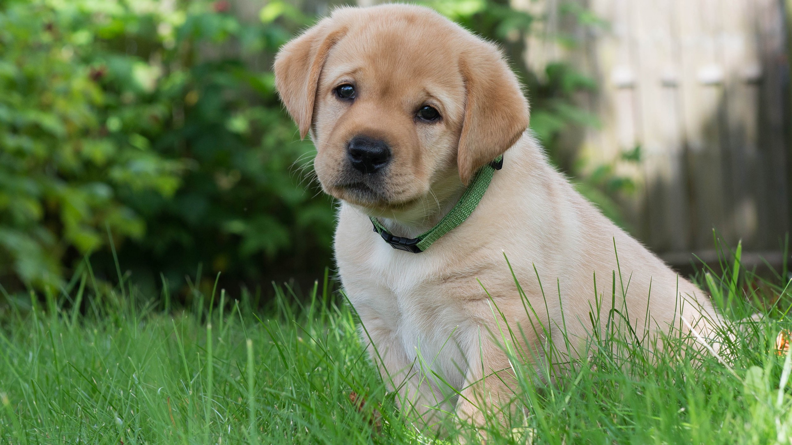 Скачать golden retriever обои на рабочий стол