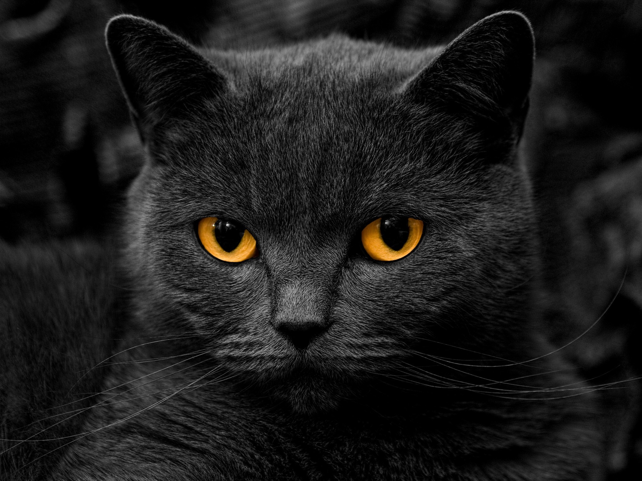 Скачать gray cat обои на рабочий стол