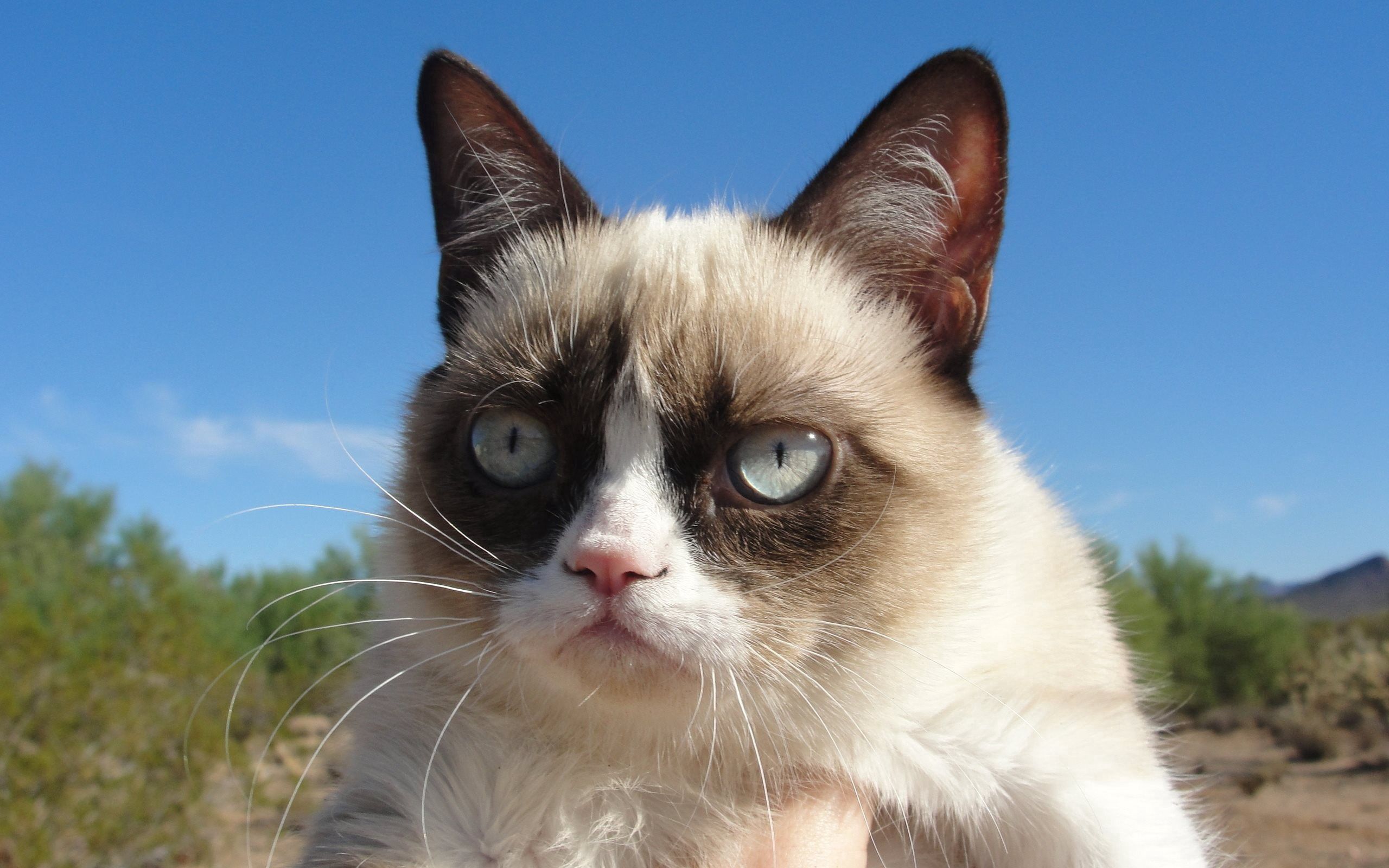 Скачать grumpy cat, кот, недовольный обои на рабочий стол