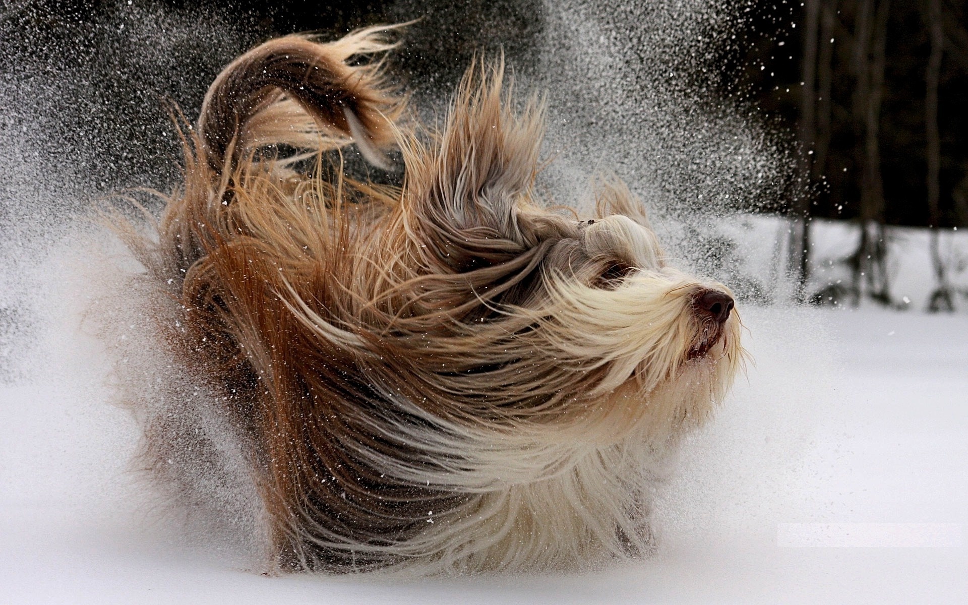 Скачать Happy dog in the snow обои на рабочий стол