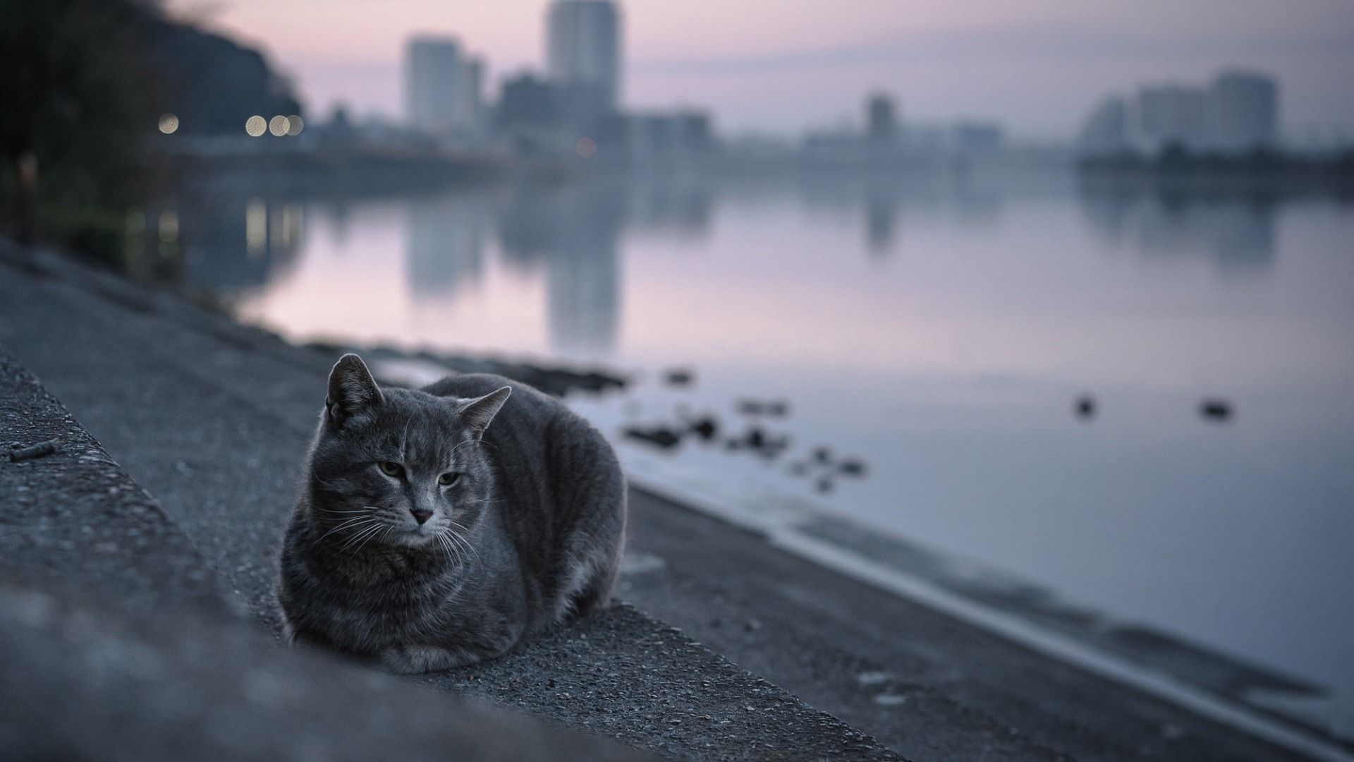 Скачать Кошка обои на рабочий стол