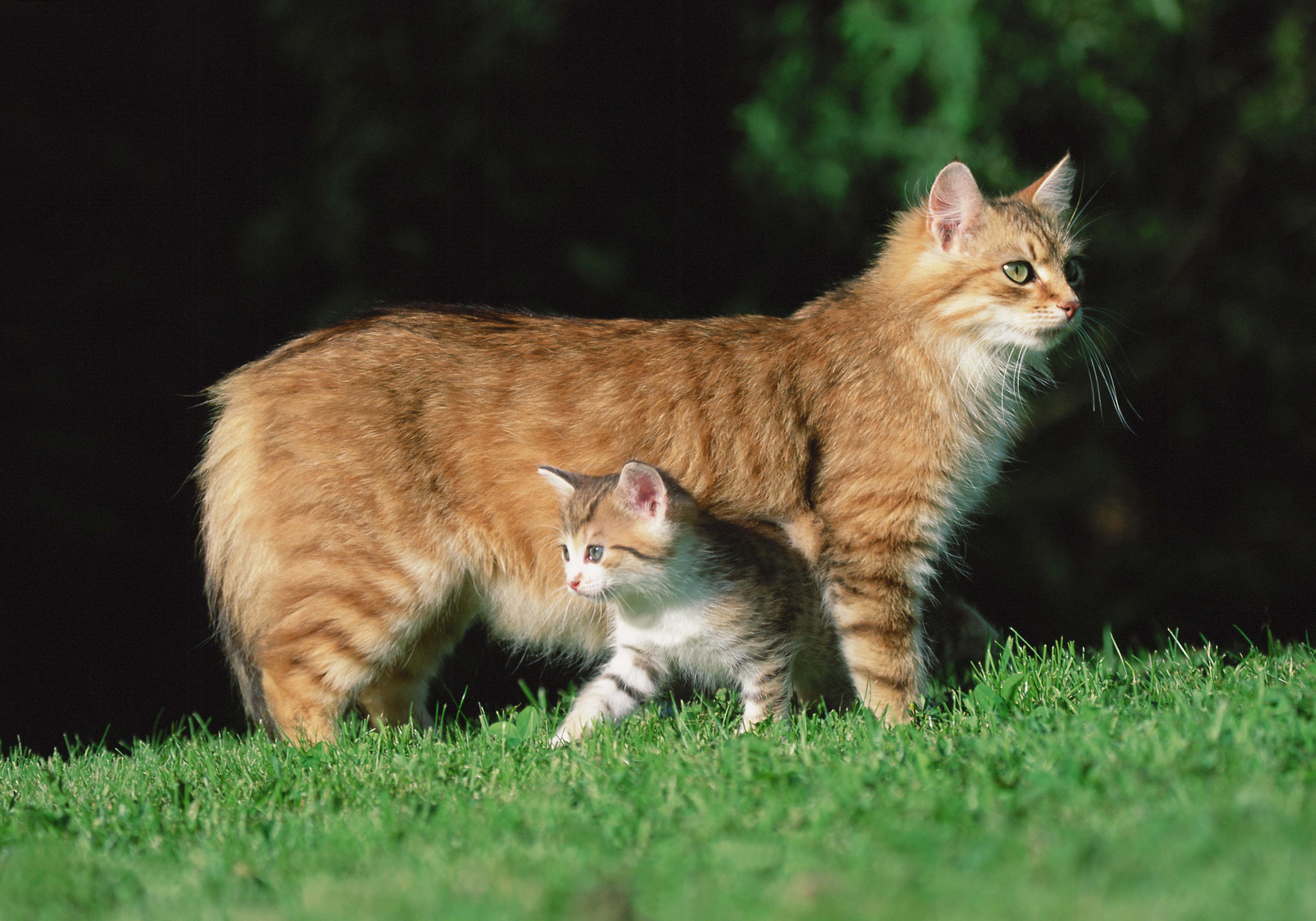 Скачать кошка, котёнок, трава обои на рабочий стол