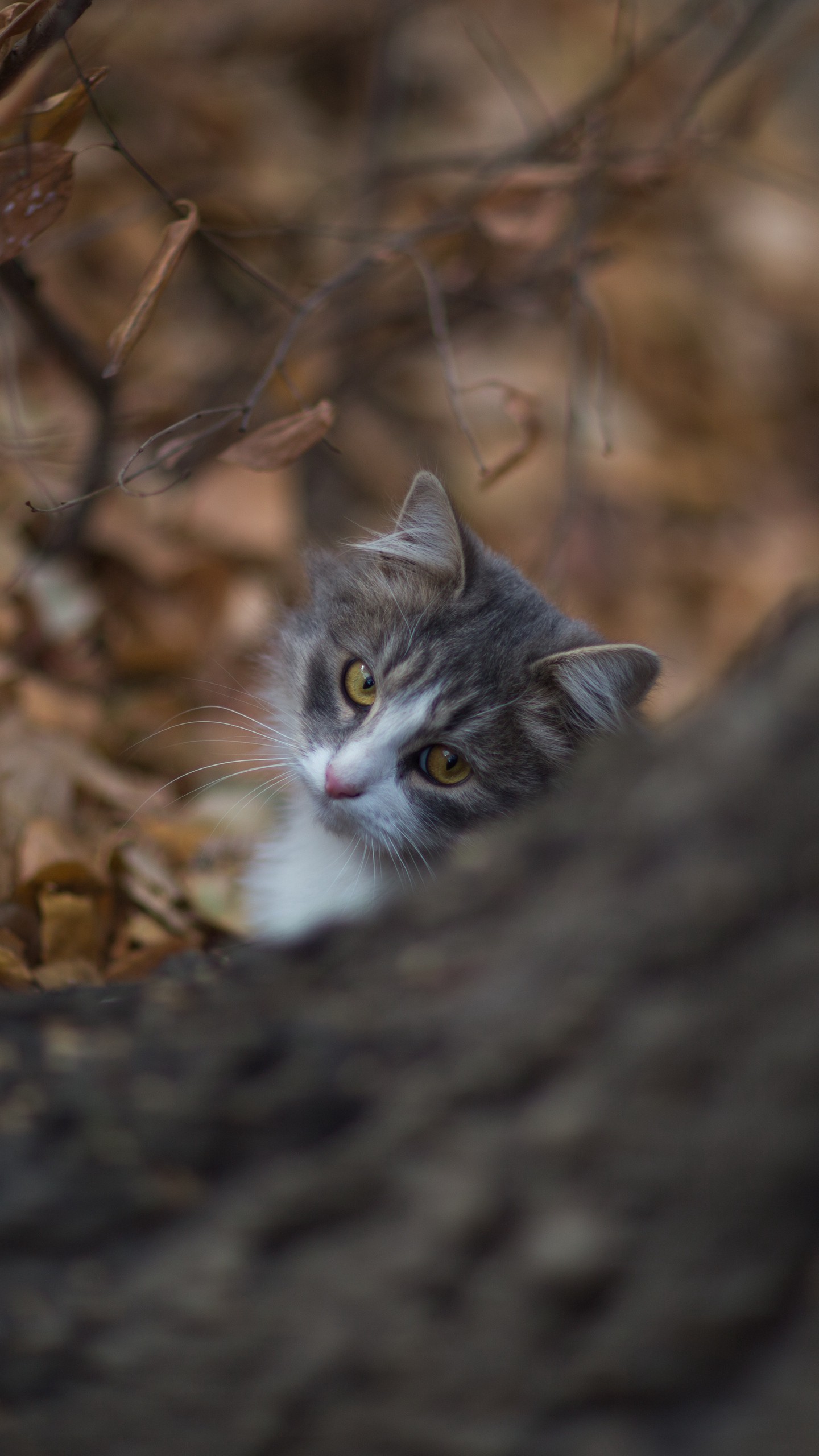 Скачать кошка, взгляд, питомец, дерево обои для телефона