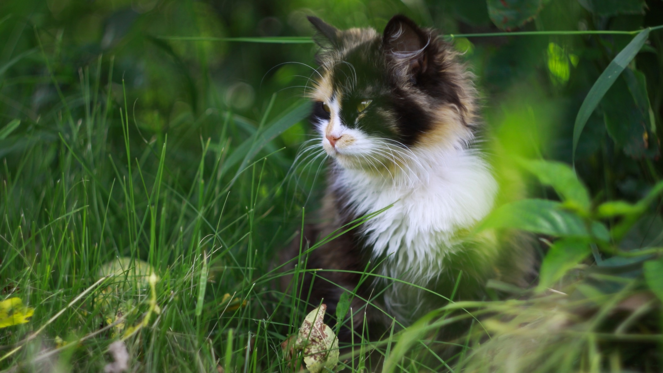 Скачать Кот обои на рабочий стол