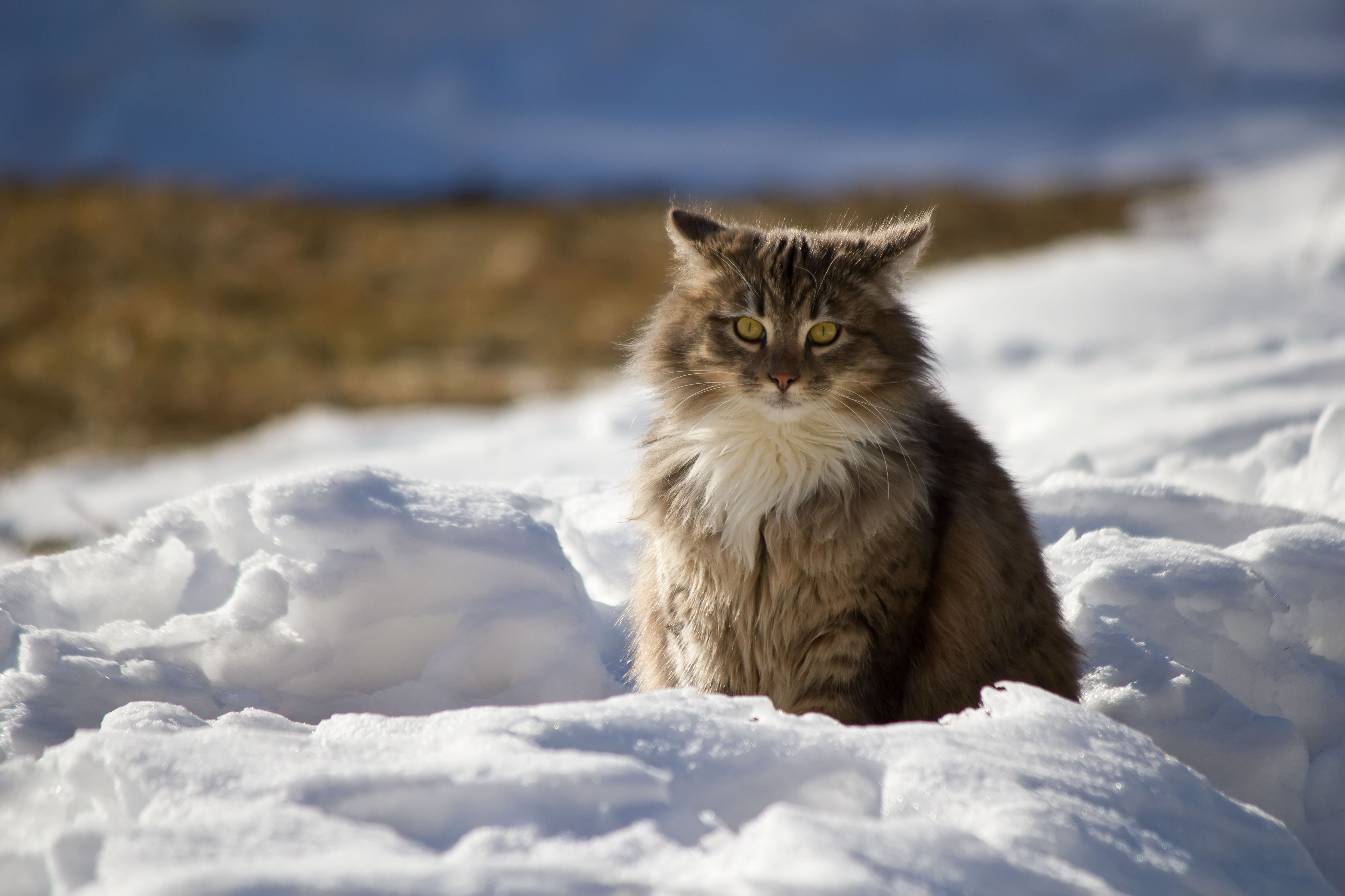 Скачать кот, зима, пушистый, снег обои на рабочий стол