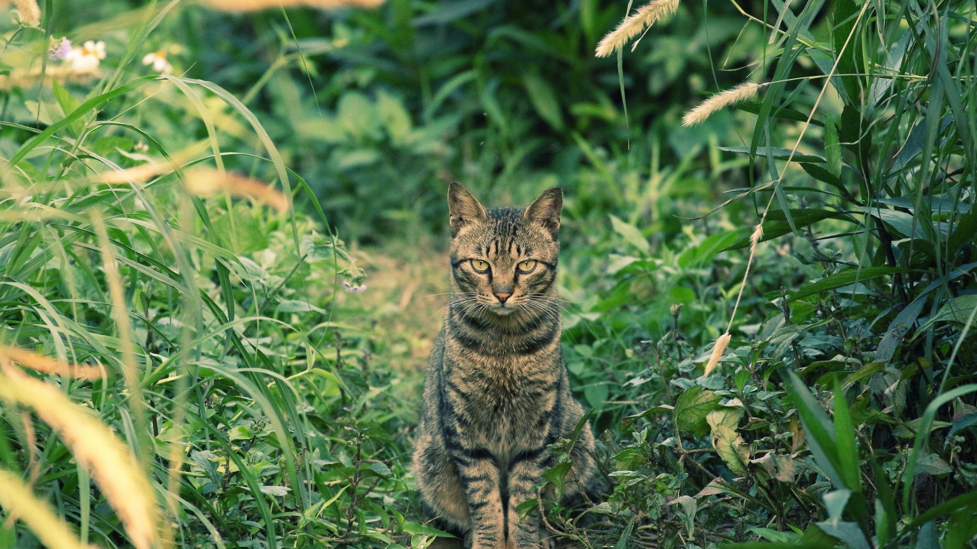 Скачать Котэ обои на рабочий стол