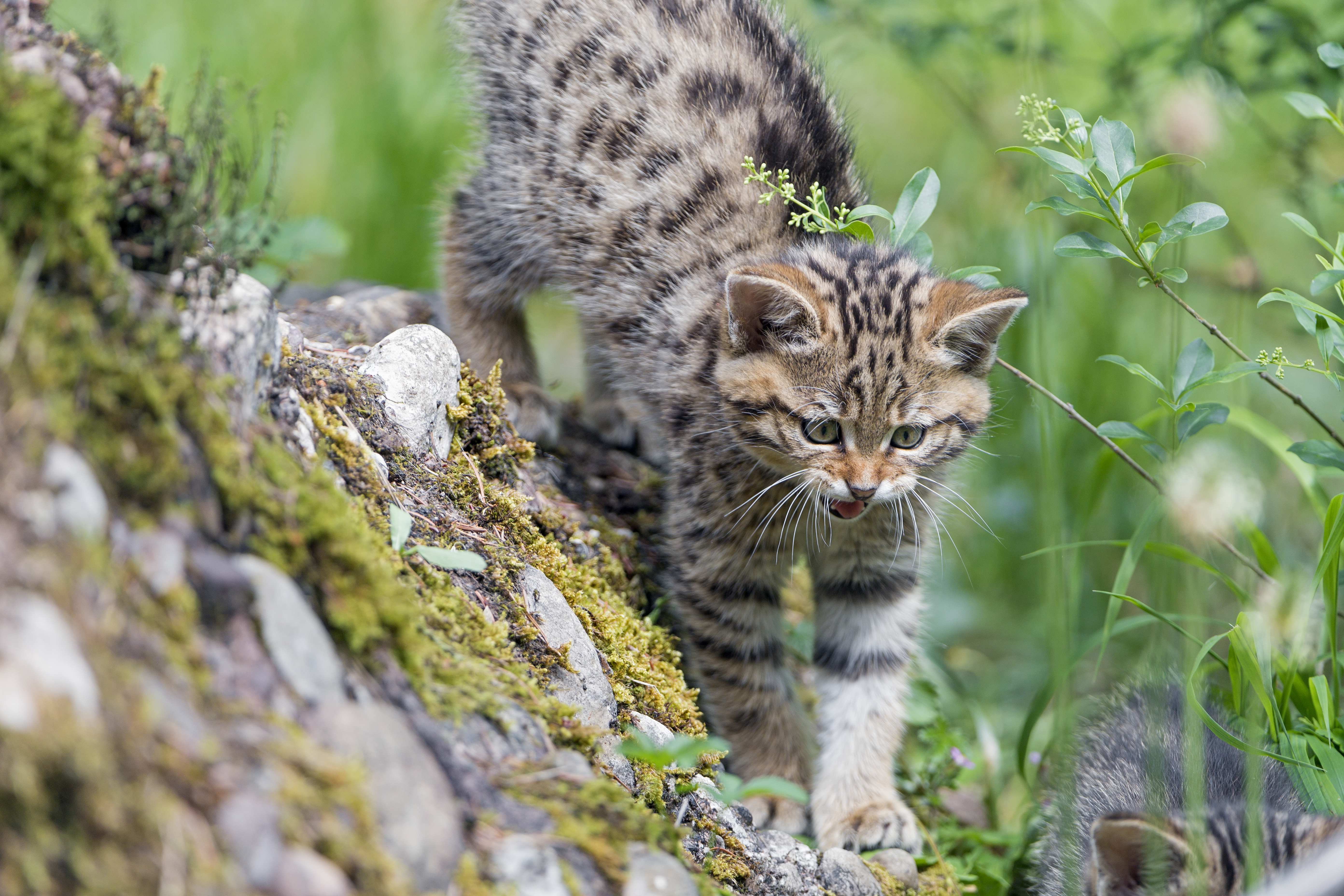 Скачать котенок, дикая кошка, кот, оскал, трава, прогулка обои на рабочий стол