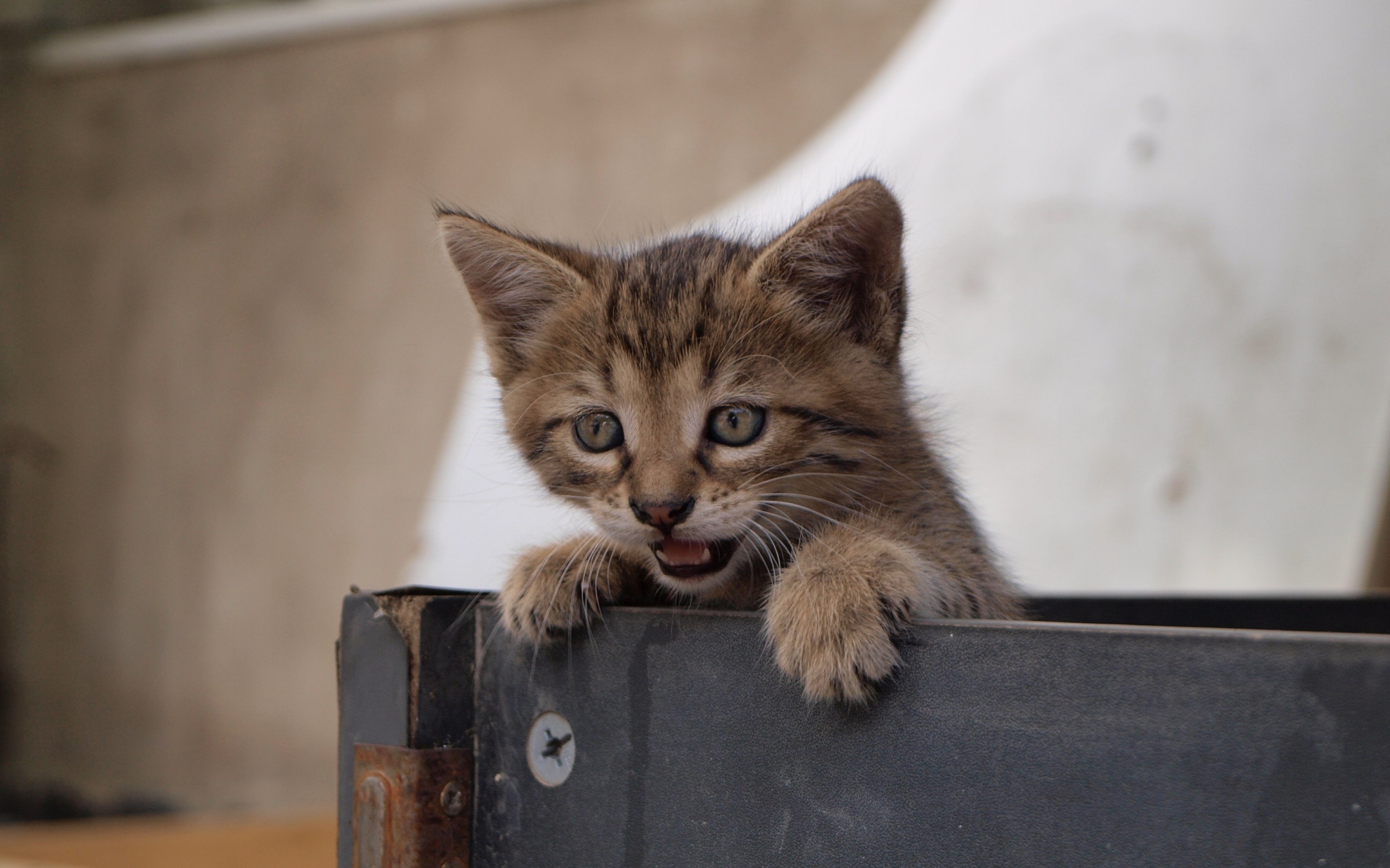 Скачать Котенок обои на рабочий стол