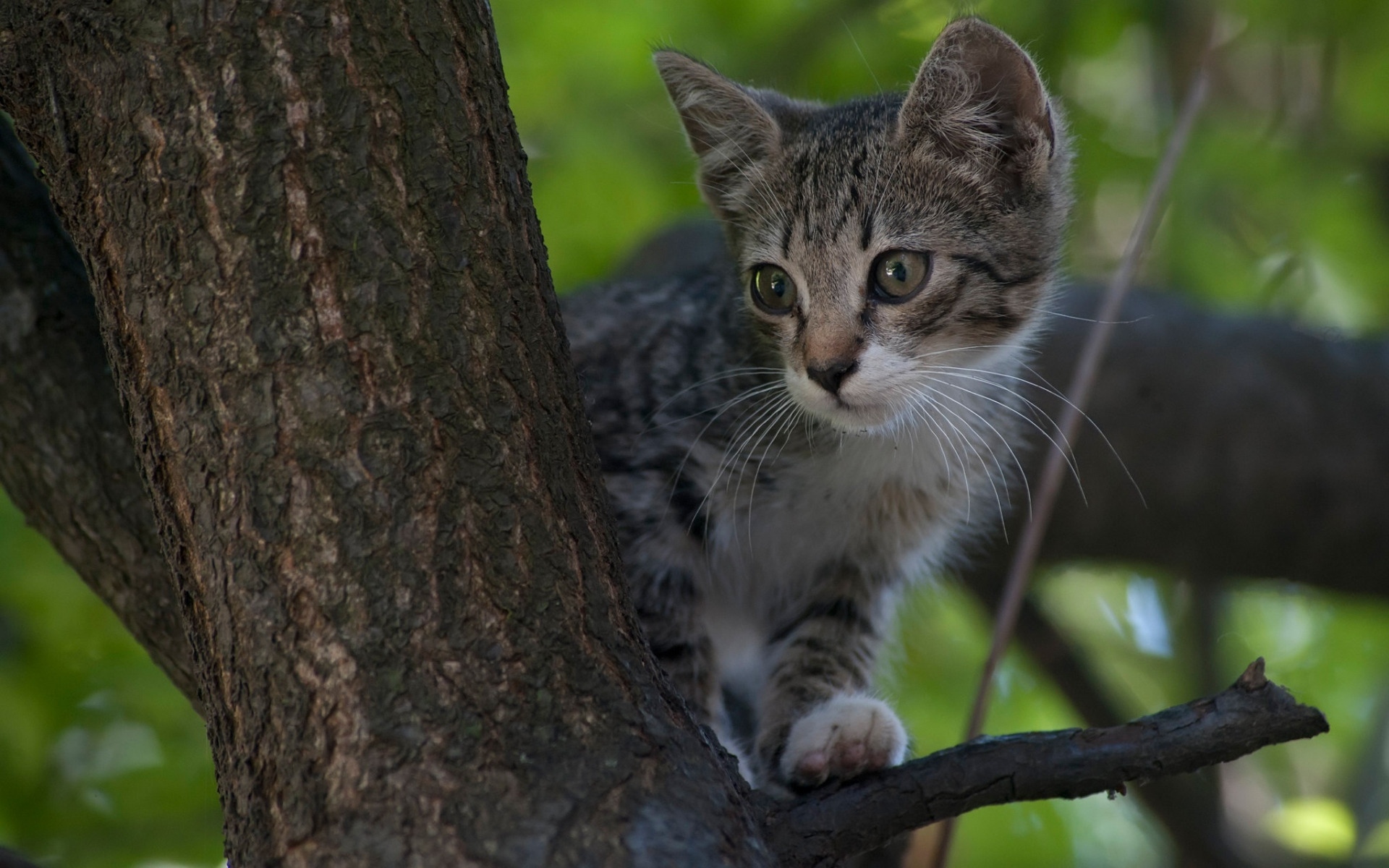 Скачать Котенок обои на рабочий стол