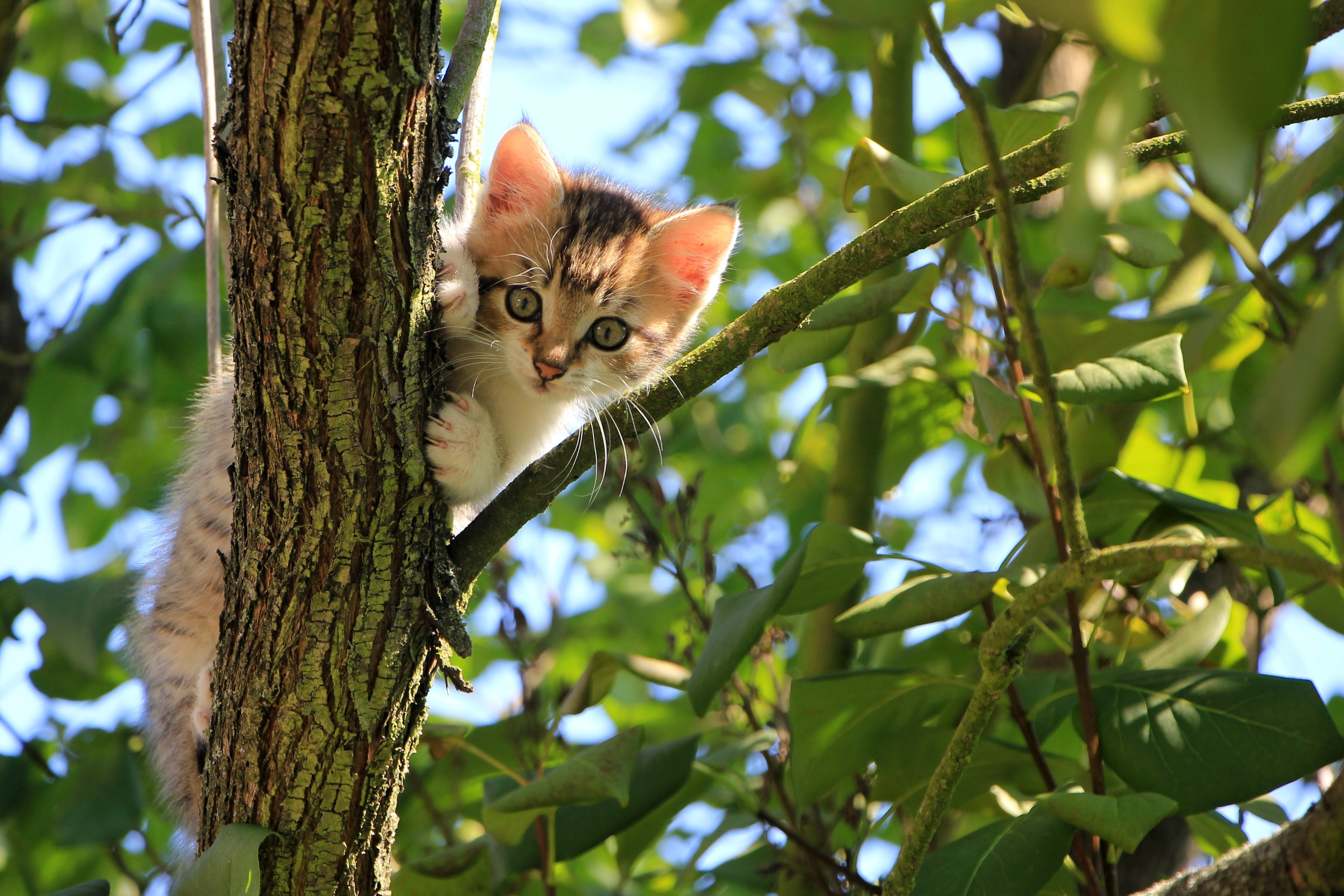 Скачать котенок, кот, дерево, милый, забавный обои на рабочий стол