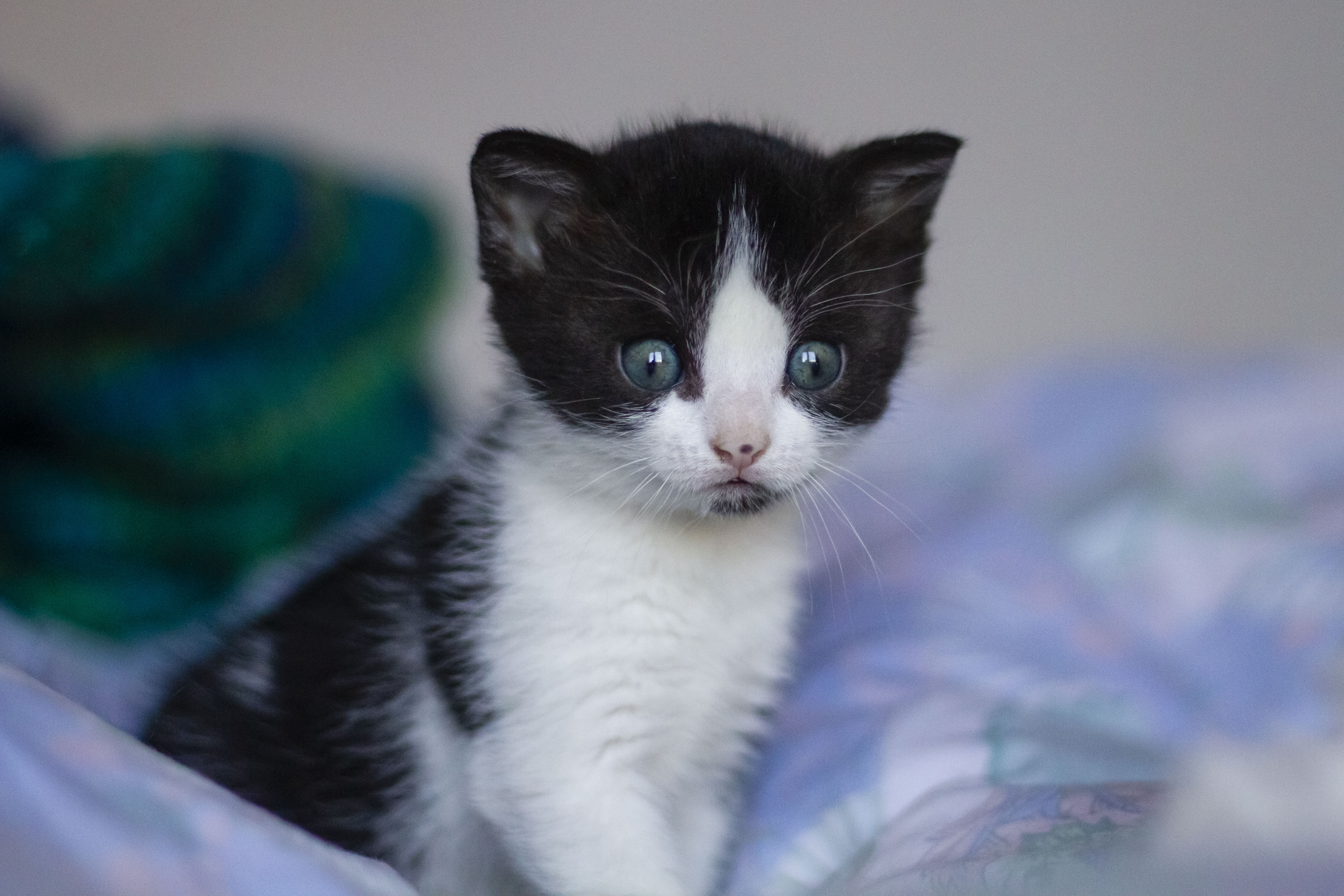 Скачать котенок, кот, милый, маленький обои на рабочий стол