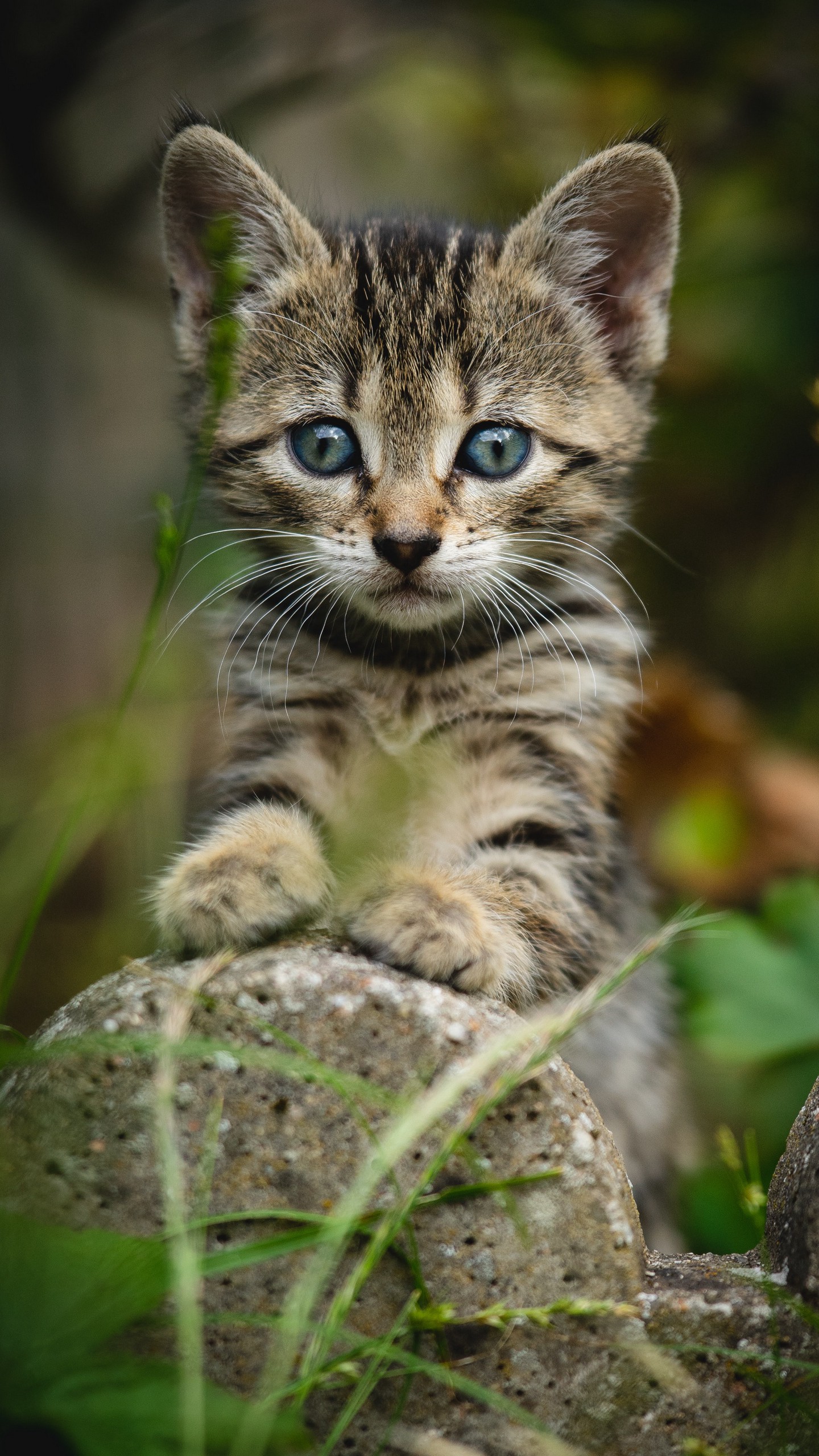 Скачать котенок, кот, полосатый, взгляд, милый обои для телефона