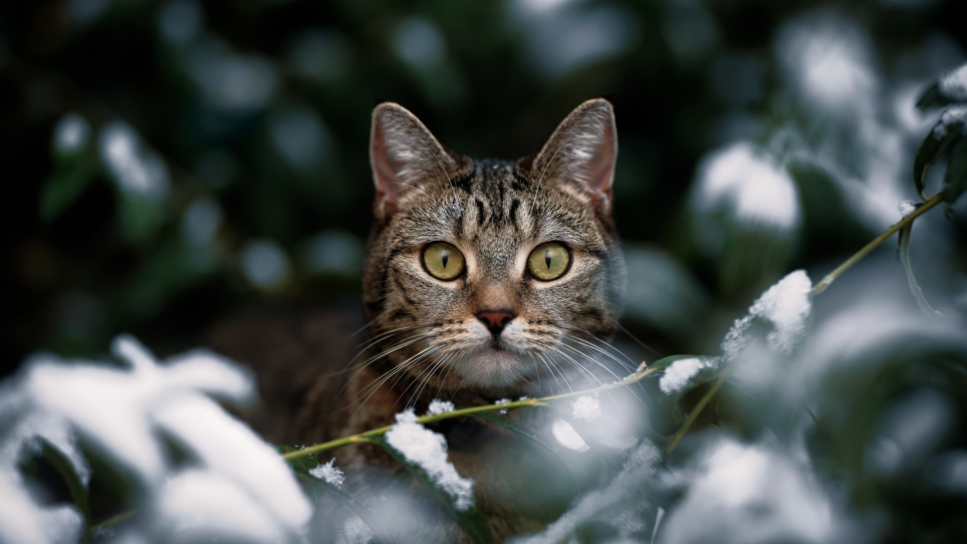 Скачать котейка обои на рабочий стол