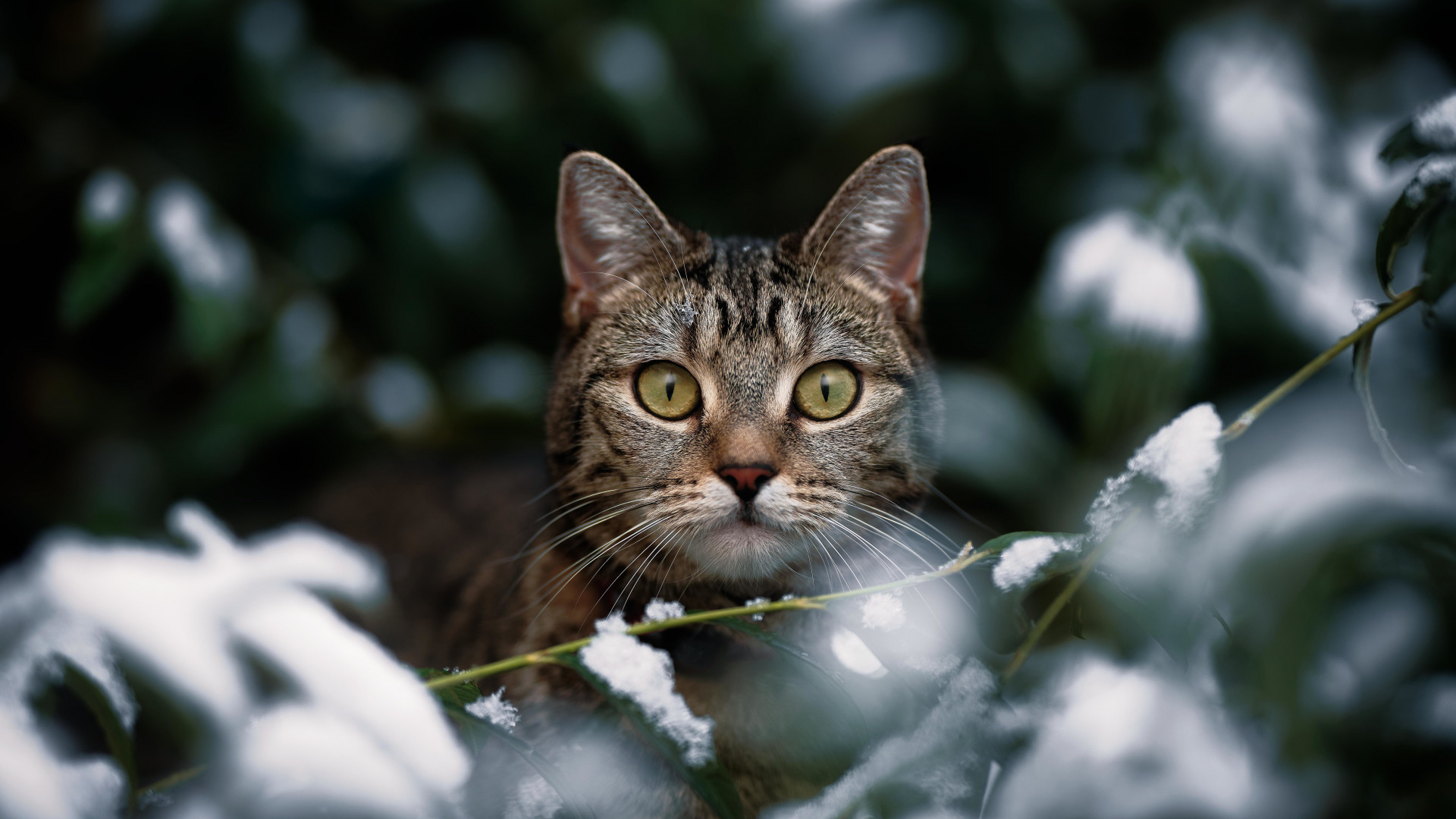 Скачать котейка обои на рабочий стол