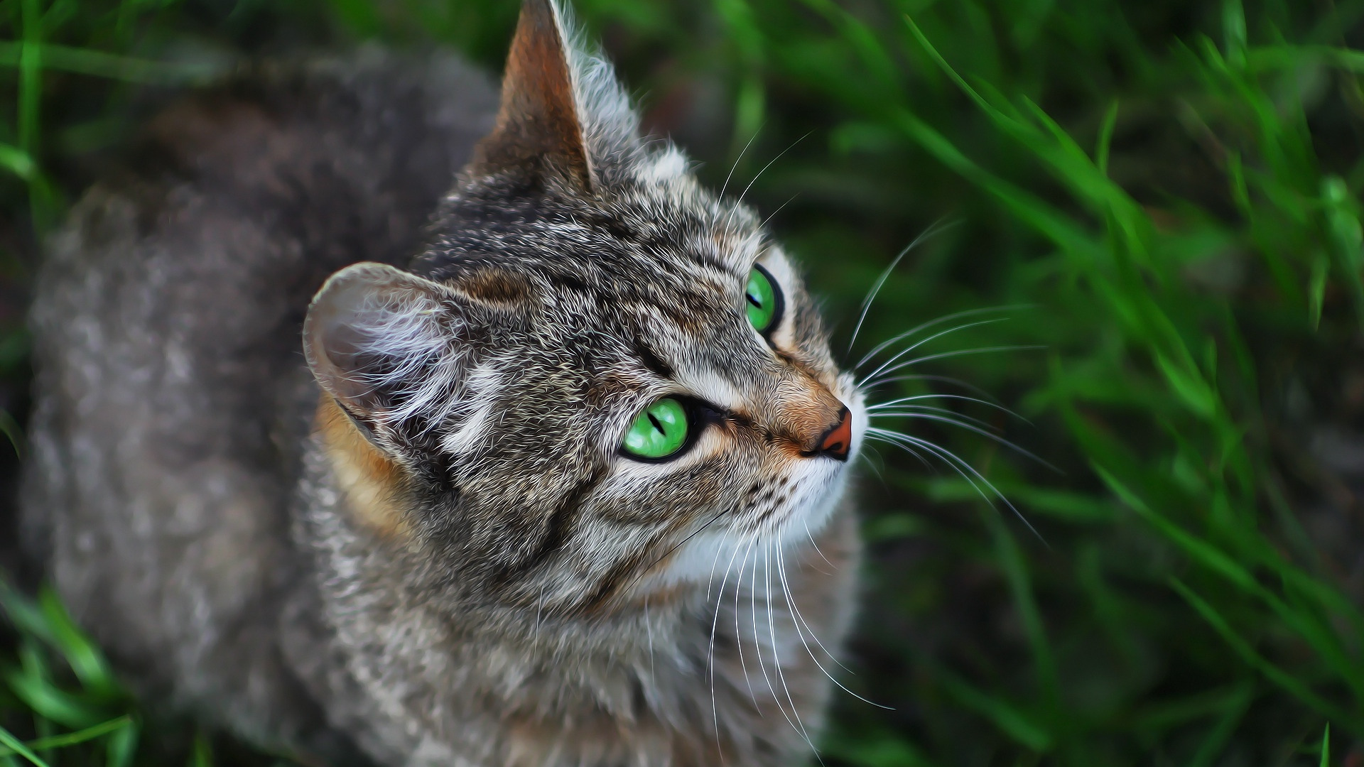 Скачать котейка обои на рабочий стол