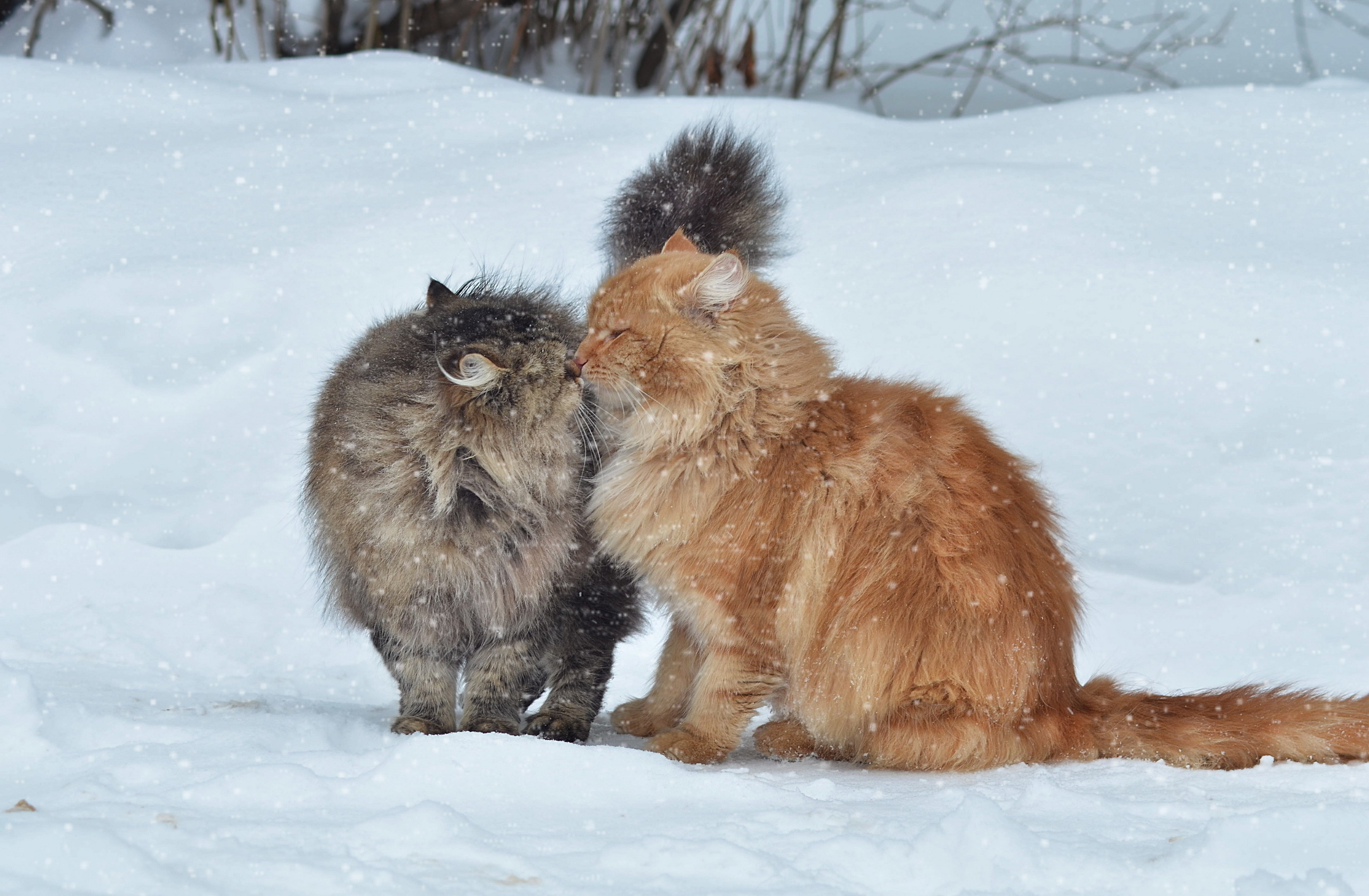 Скачать коты, пара, снег, зима, поцелуй обои на рабочий стол